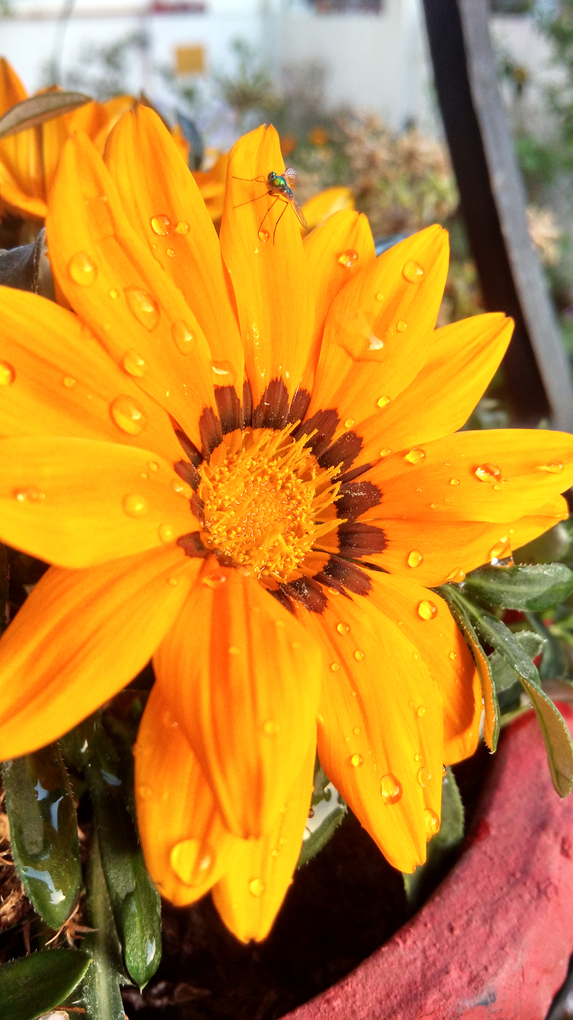 Xiaomi MI3 sample photo. Droplets on a yellow flower photography