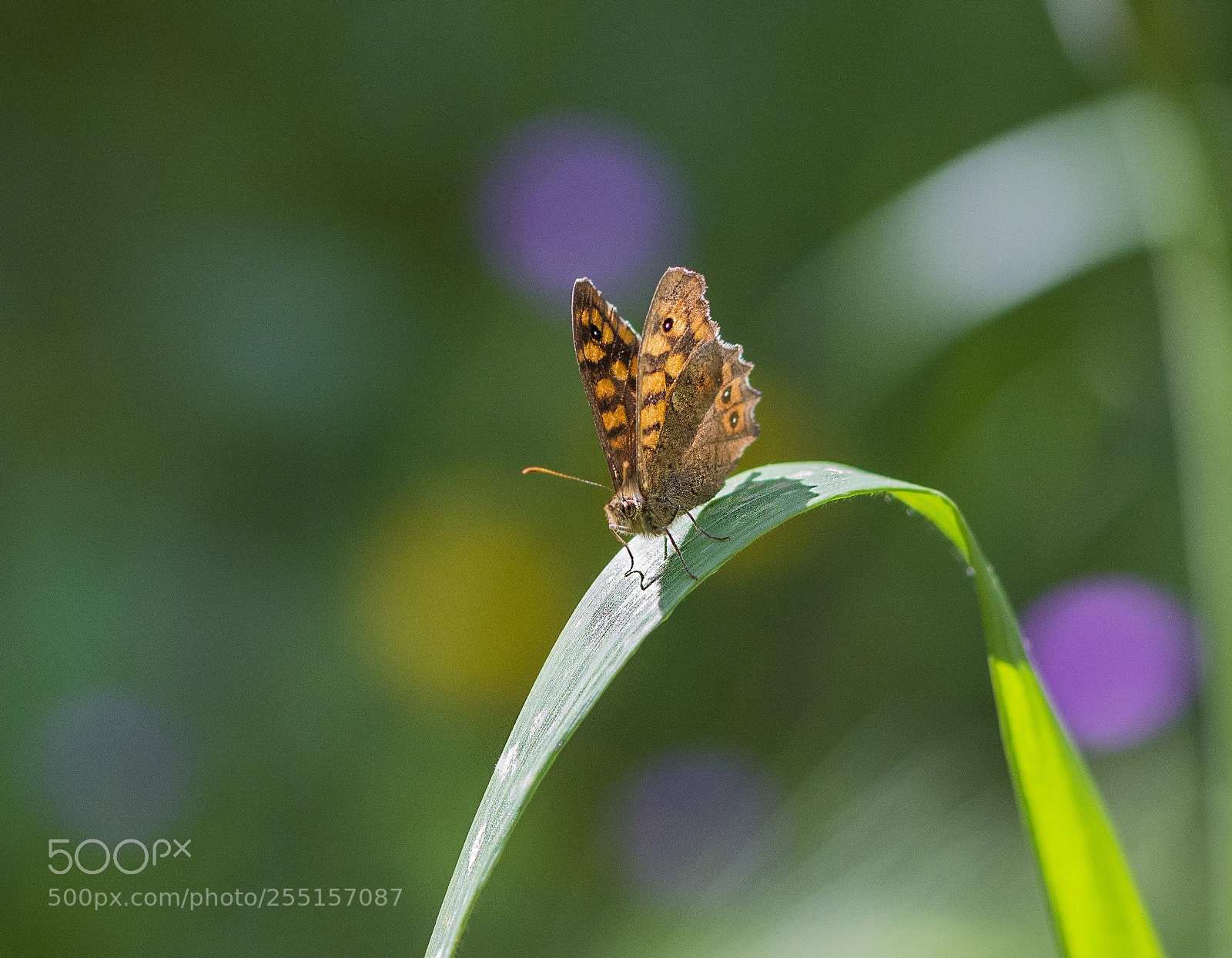 Nikon D7100 sample photo. Farfalla photography