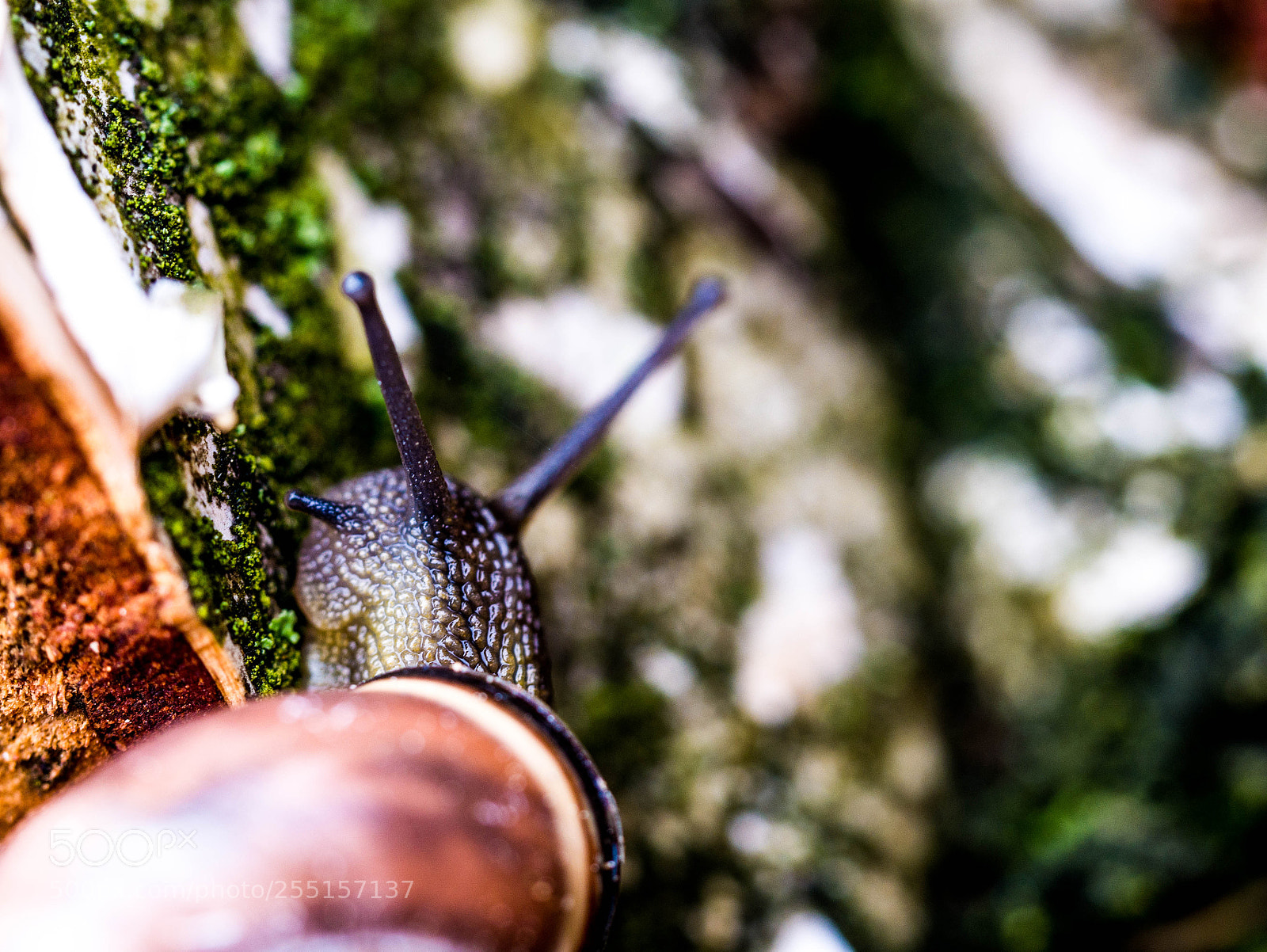 Panasonic DMC-G81 sample photo. Eine schnecke photography