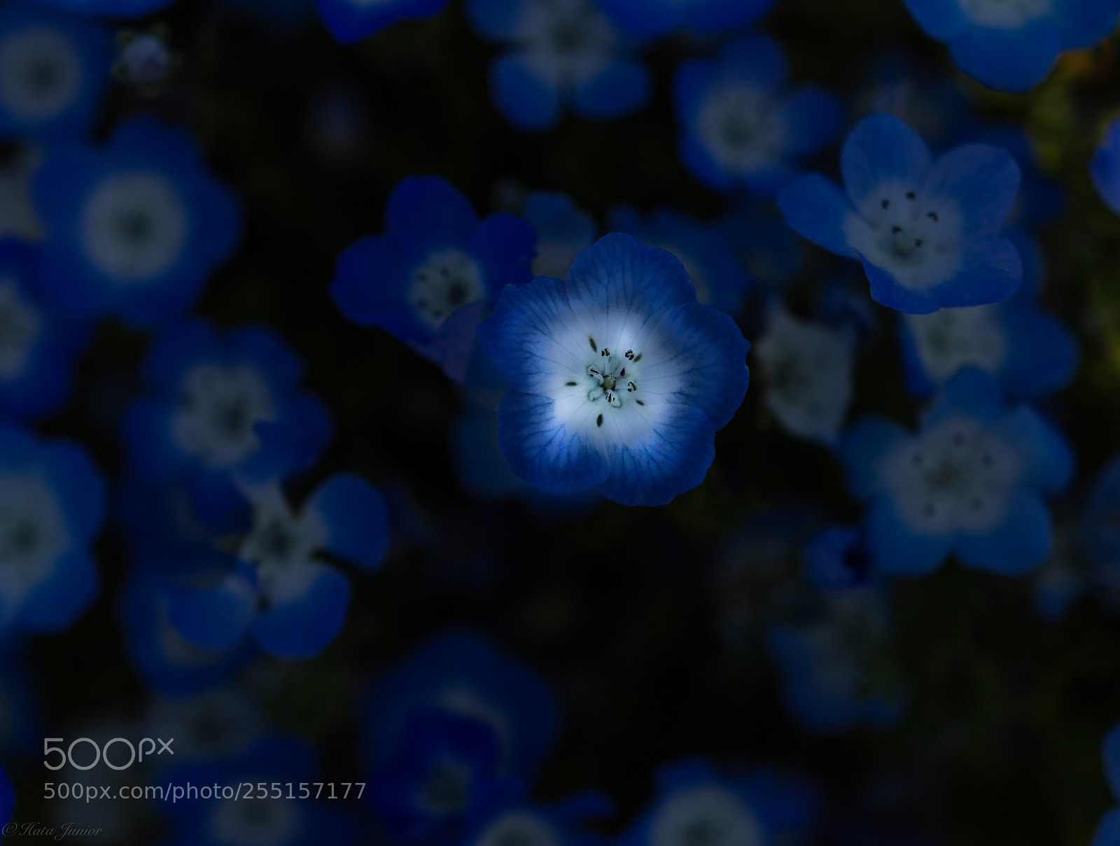 Canon EOS 60D sample photo. A special flower... photography