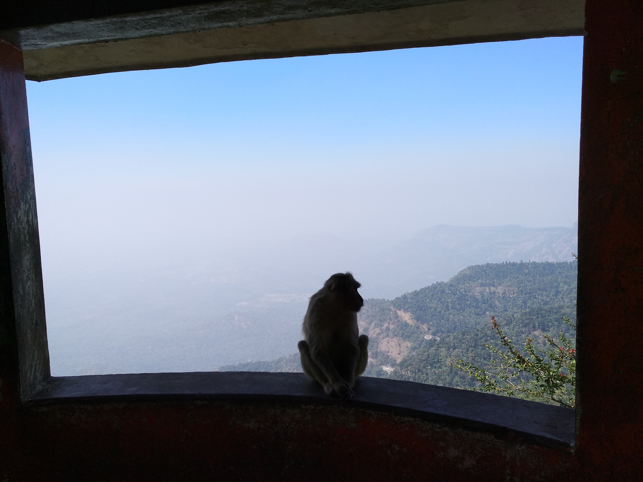 Xiaomi MI MAX 2 sample photo. Panaroma with monkey photography