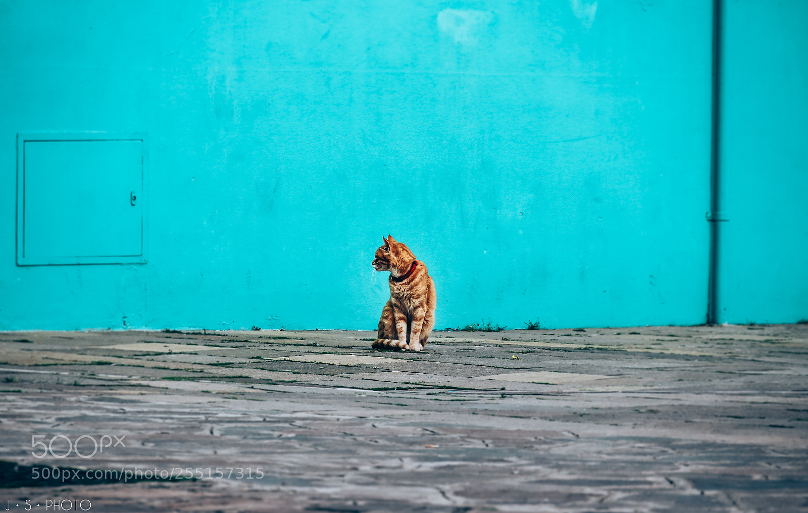 Canon EOS 77D (EOS 9000D / EOS 770D) sample photo. Blue waiting photography