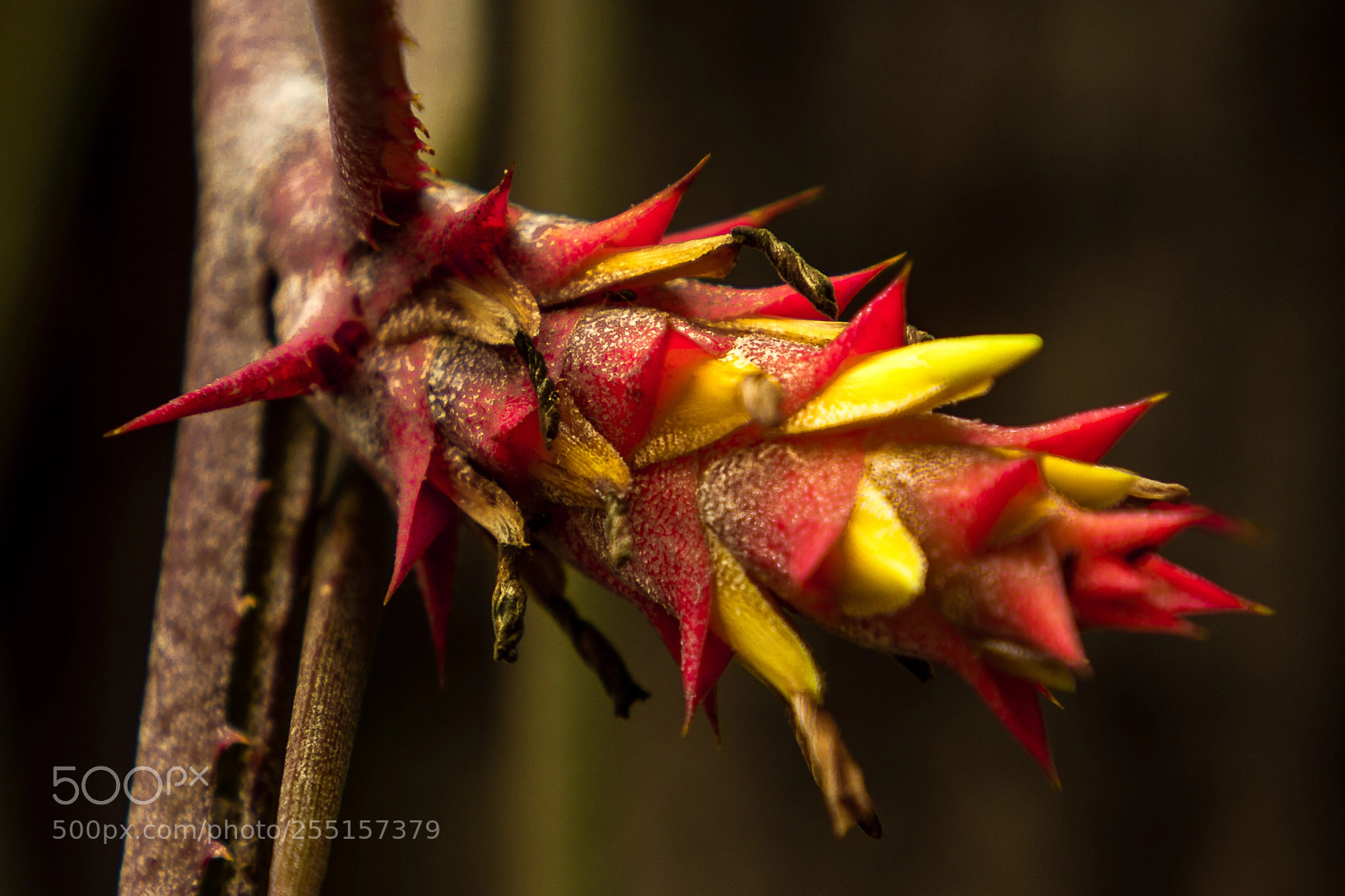 Canon EOS 700D (EOS Rebel T5i / EOS Kiss X7i) sample photo. Young bromeliad photography
