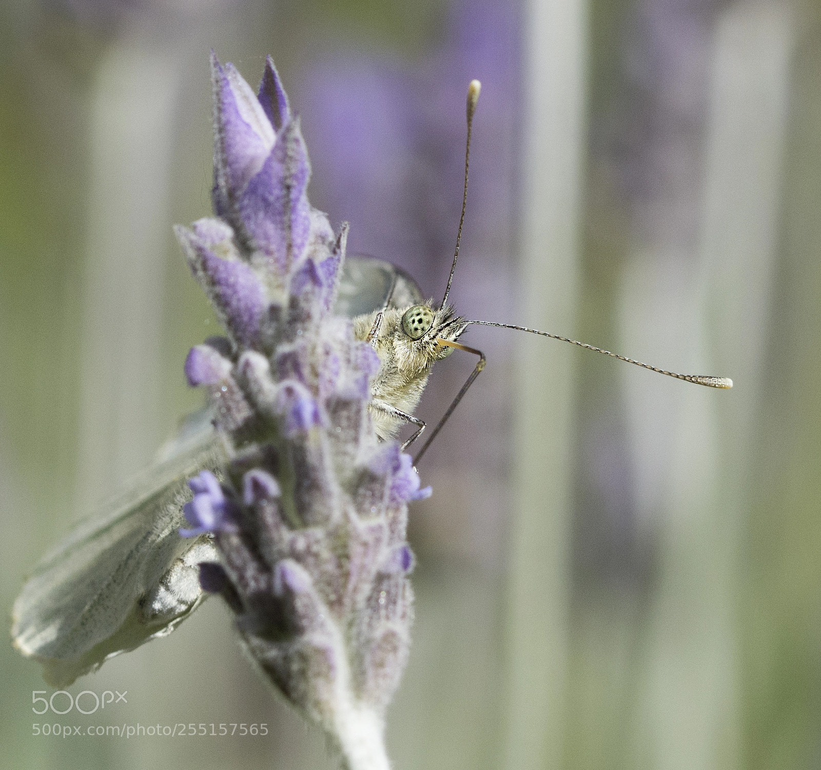 Nikon D7100 sample photo. Pieris brassicae photography