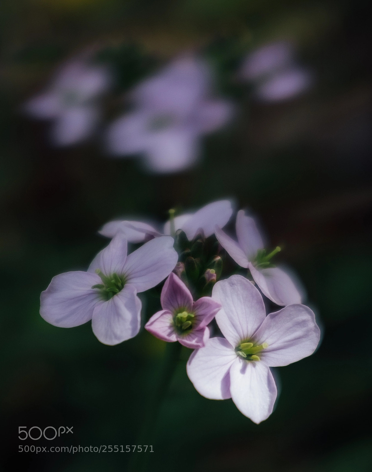 Fujifilm X100T sample photo. Small spring field flowers photography