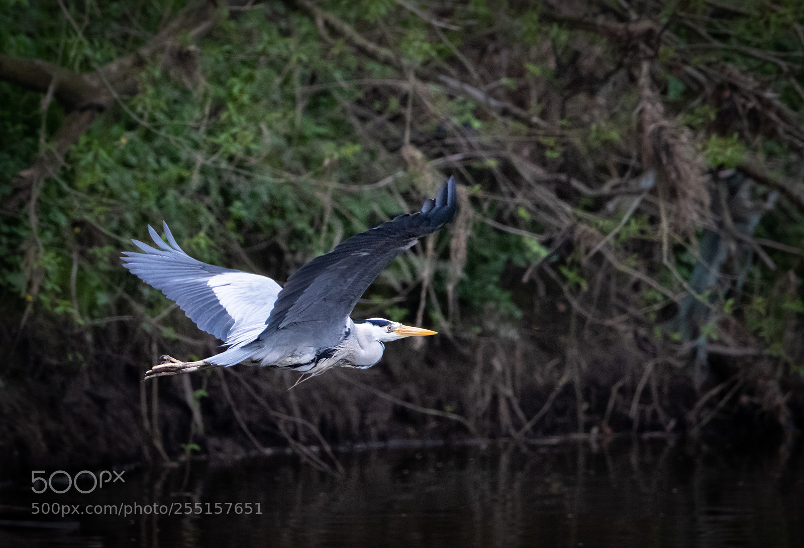 Canon EOS-1D X Mark II sample photo. Heron in flight photography