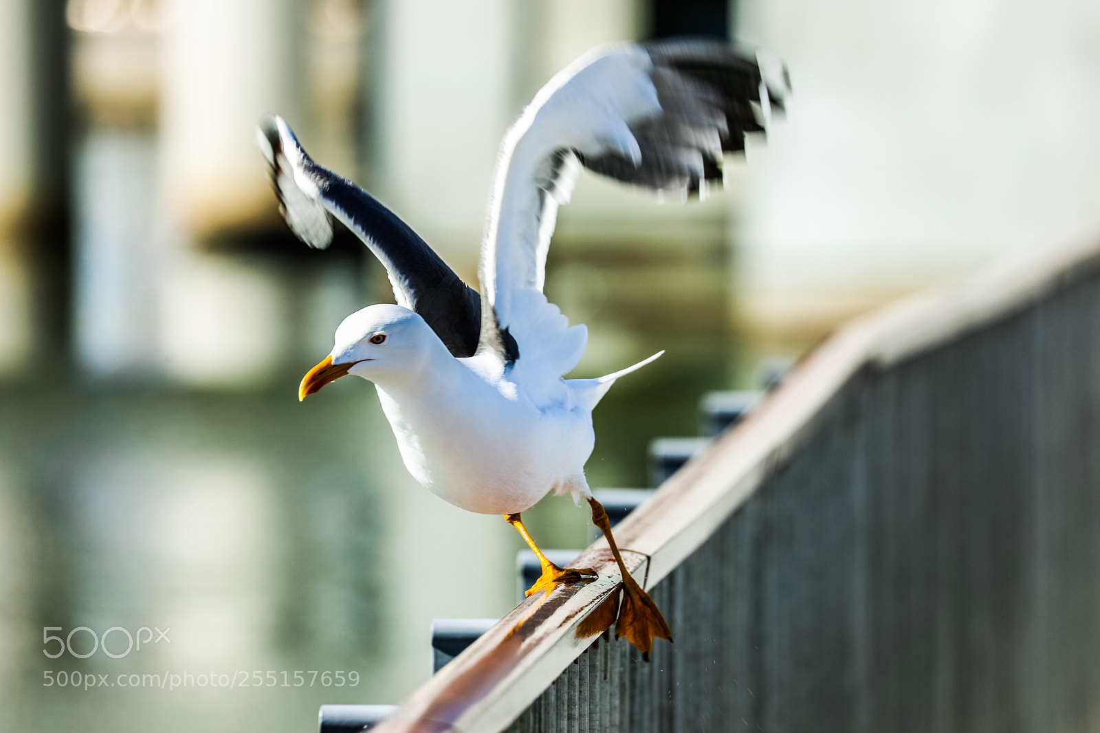 Canon EOS 5D Mark IV sample photo. Take off.. photography