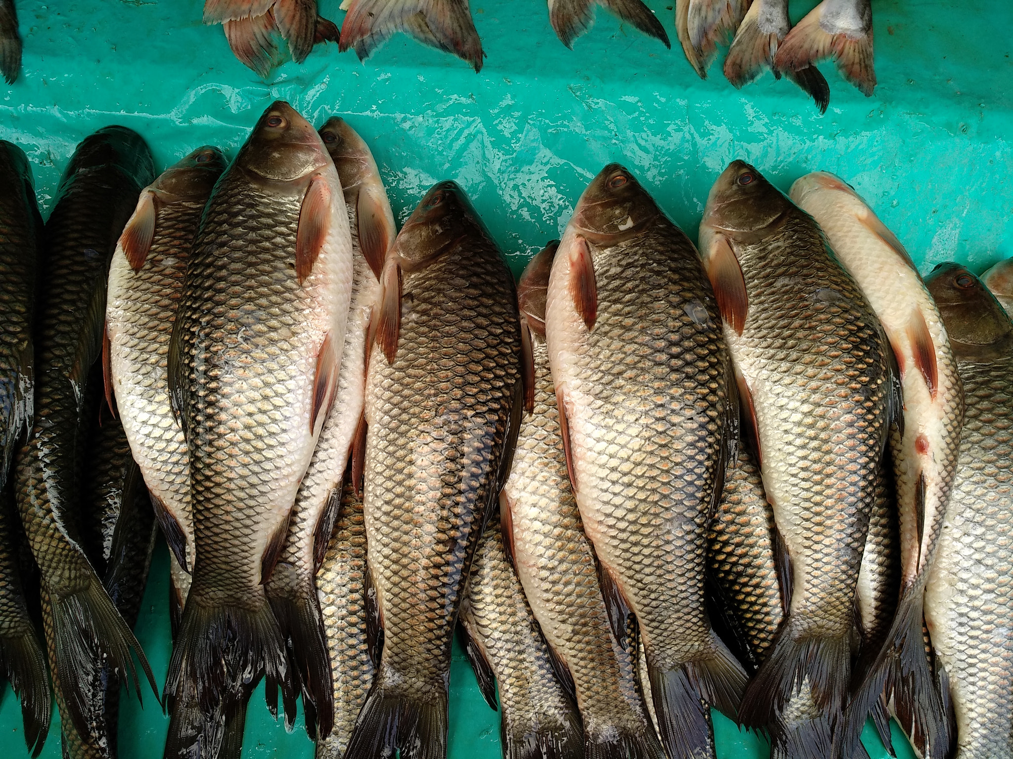Xiaomi MI MAX 2 sample photo. Fish o fish photography