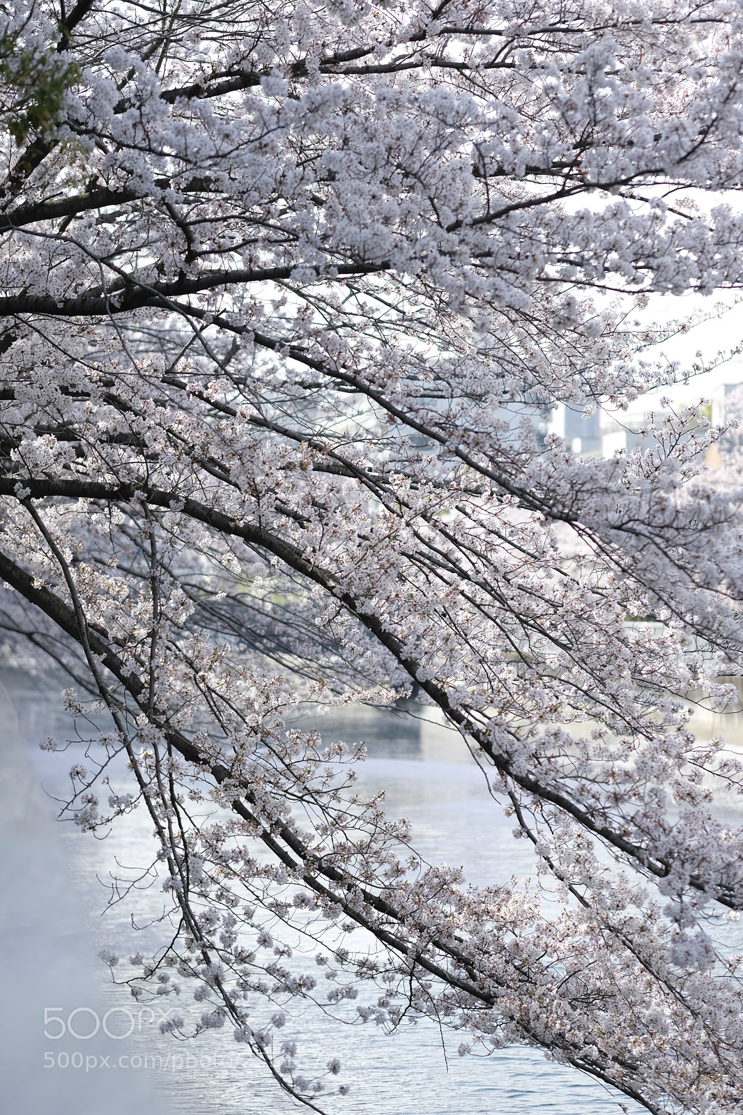 Fujifilm X-Pro2 sample photo. Untitled photography