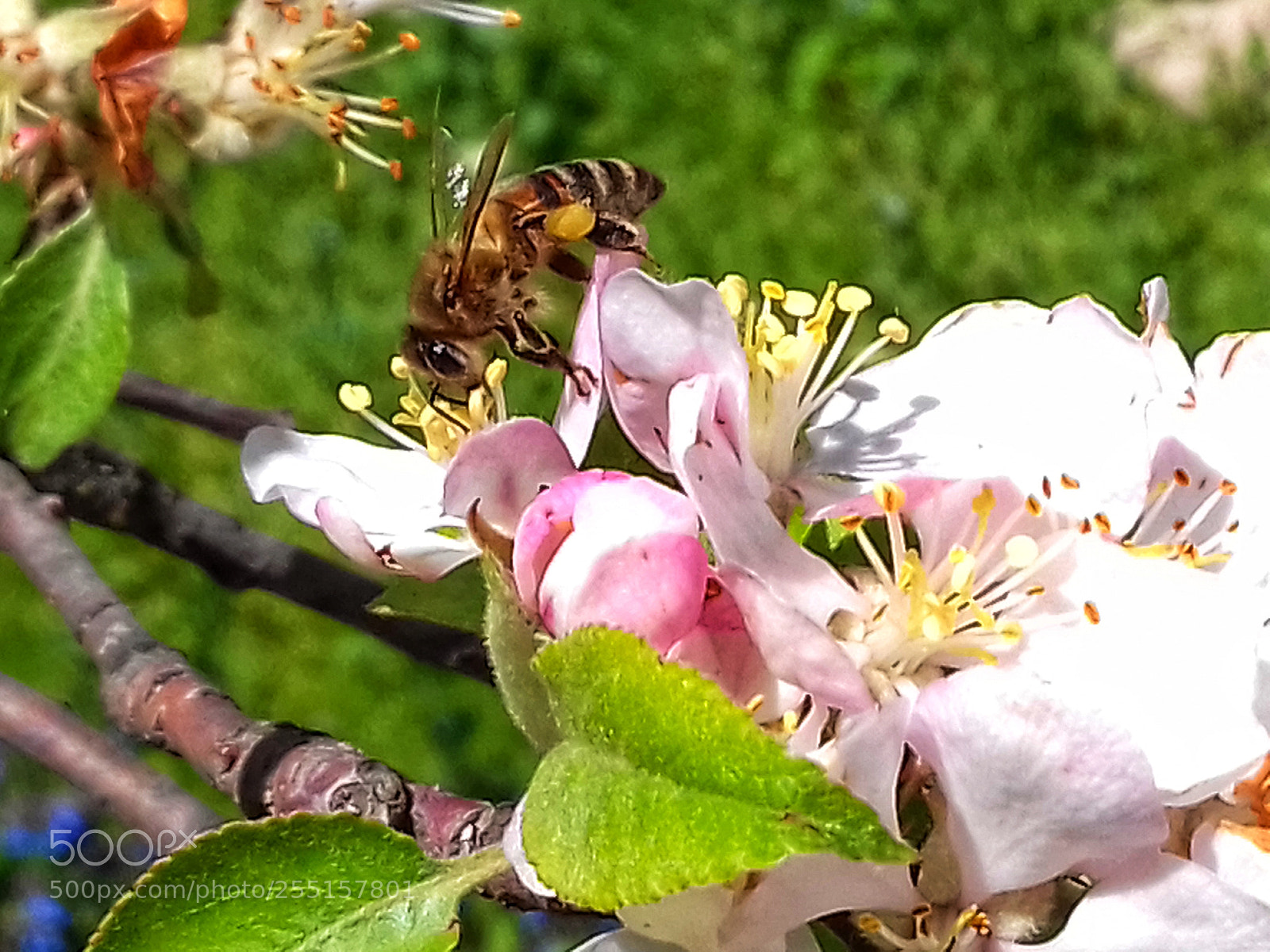 Samsung Galaxy Grand Prime sample photo. Beautiful day photography