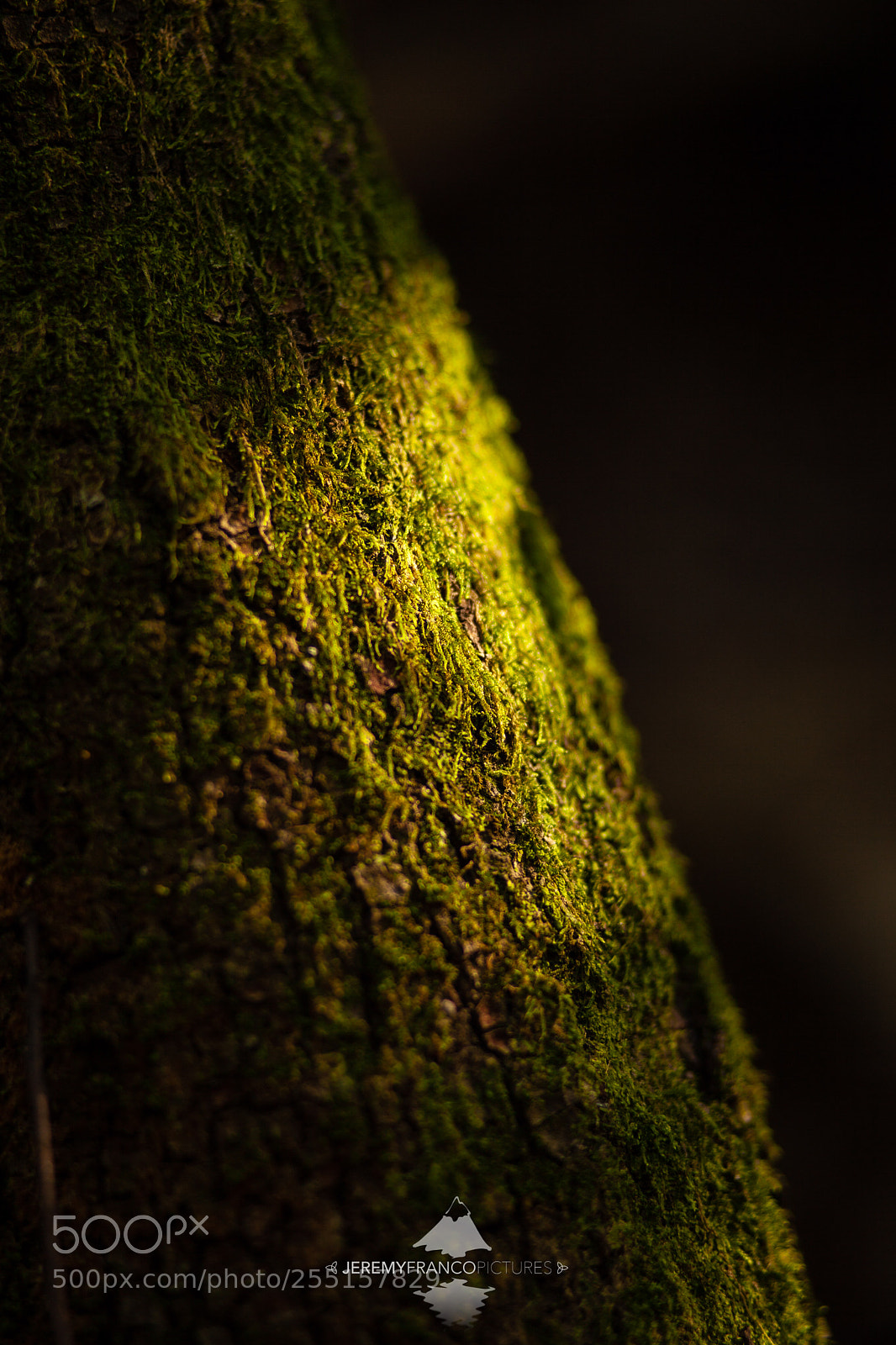 Canon EOS 5D Mark II sample photo. Light on tree photography