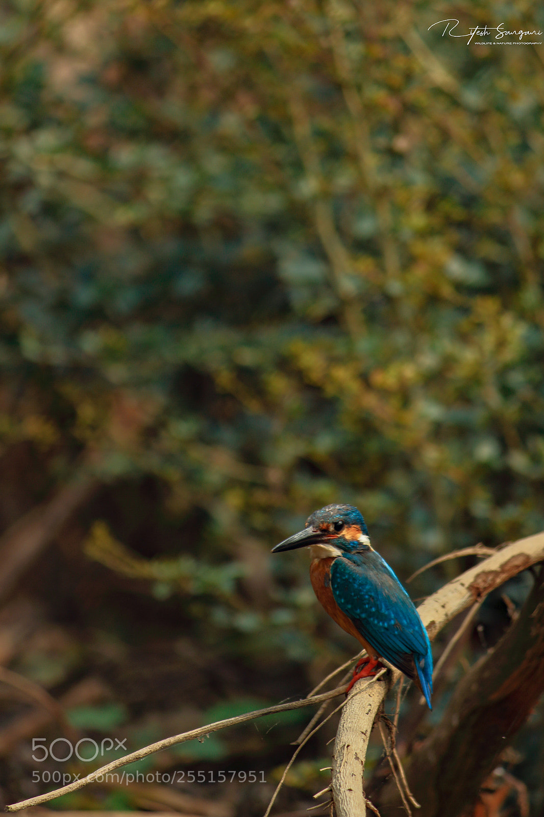 Canon EOS 700D (EOS Rebel T5i / EOS Kiss X7i) sample photo. King.....! photography