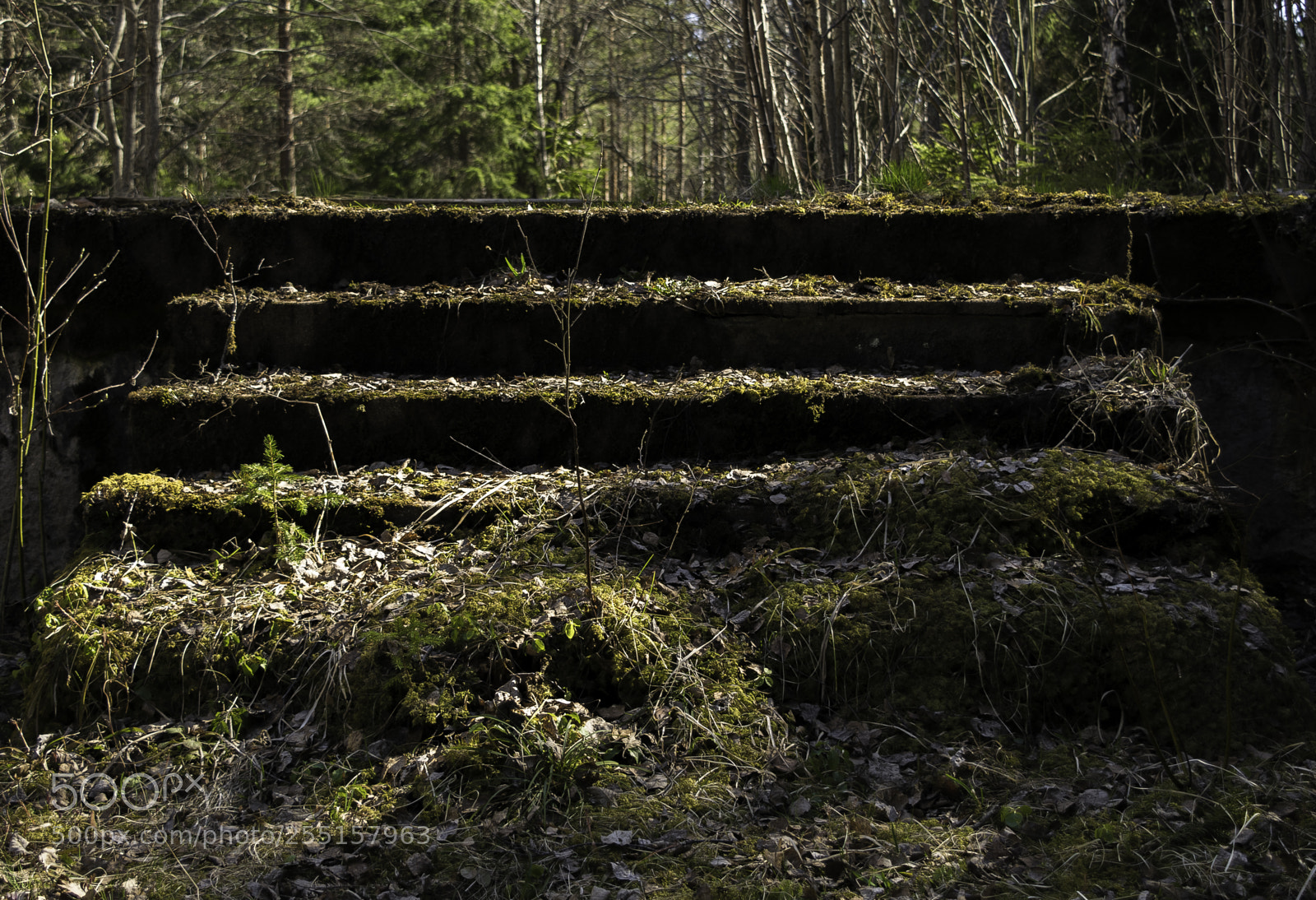 Nikon D5300 sample photo. Abandoned and junk photography