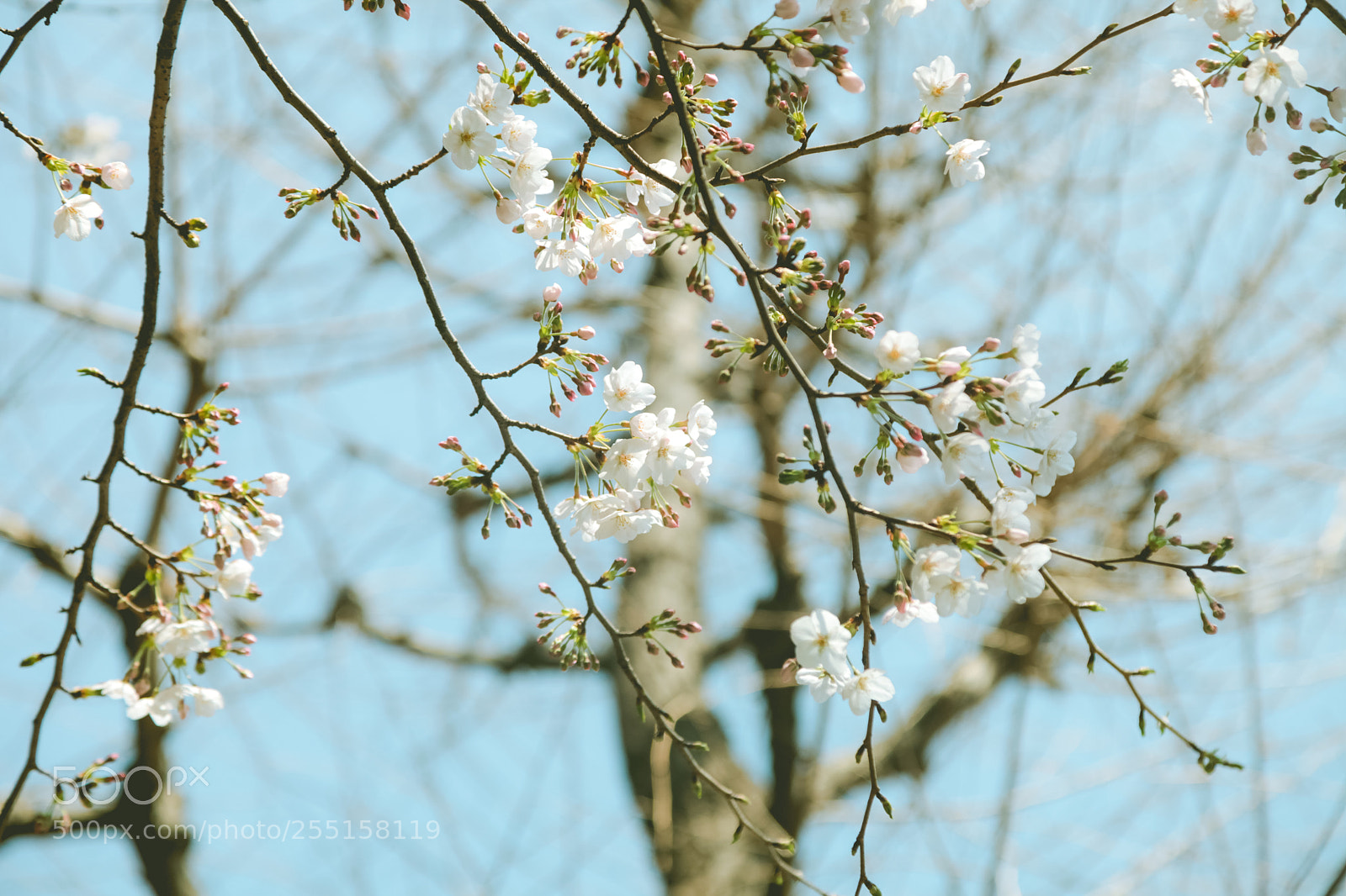 Canon EOS 5D Mark II sample photo. Cherry blossoms photography