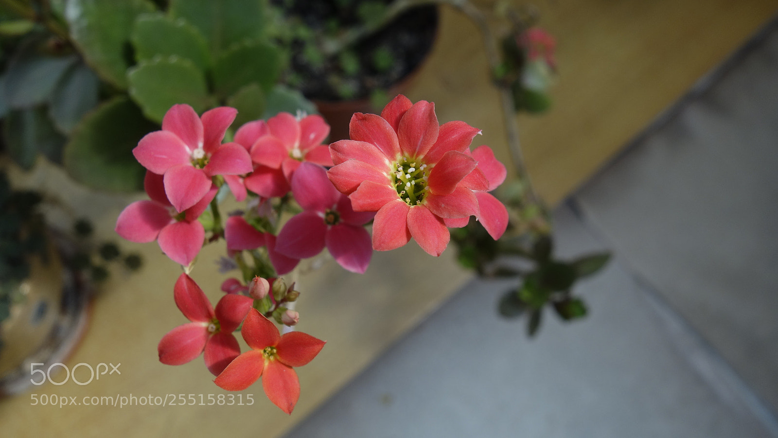 Sony Cyber-shot DSC-RX100 sample photo. Twins photography