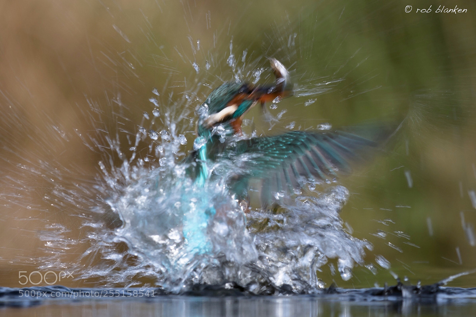 Nikon D850 sample photo. Kingfisher photography