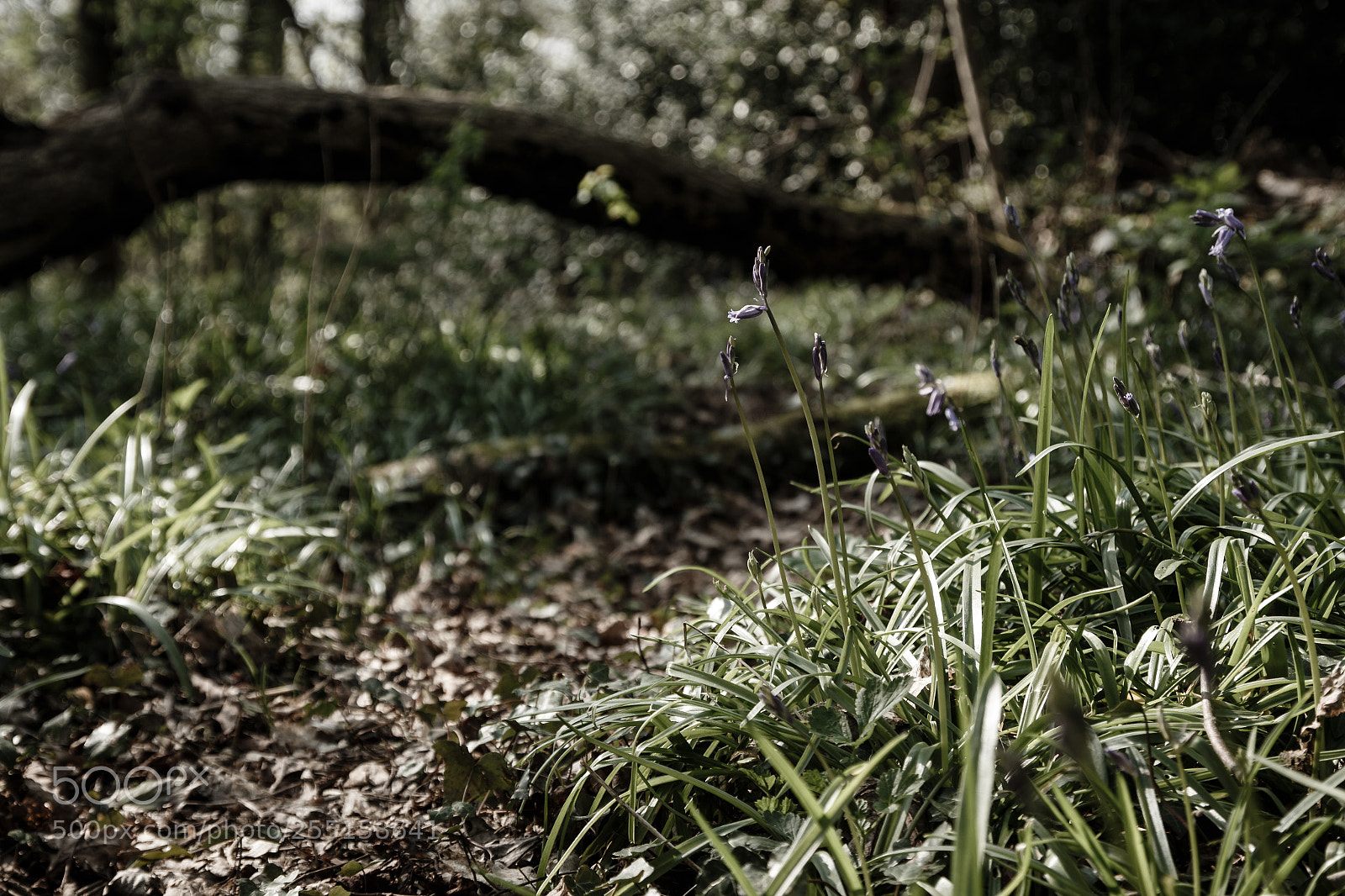 Canon EOS 650D (EOS Rebel T4i / EOS Kiss X6i) sample photo. Bluebells (114/365) photography