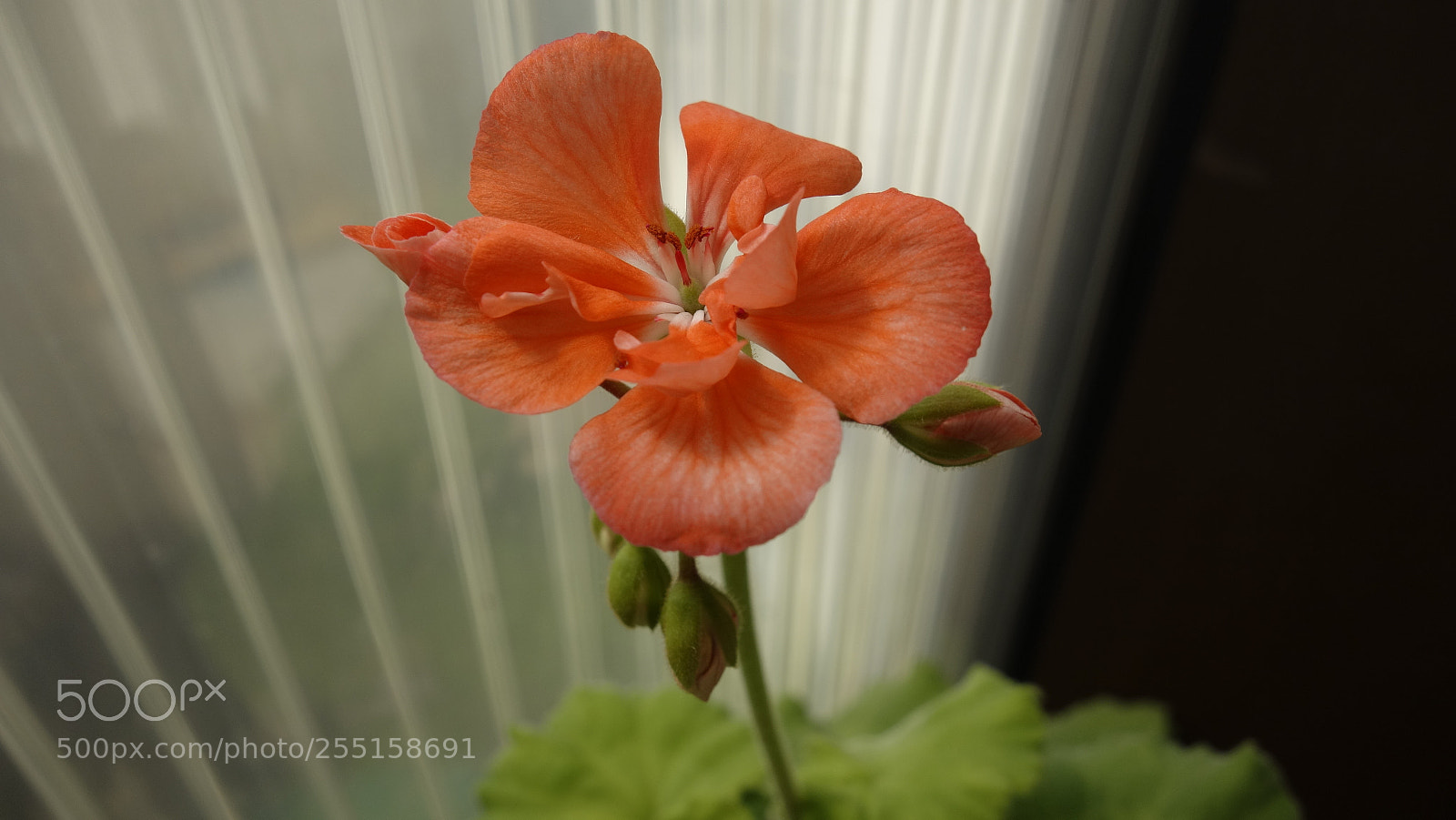 Sony Cyber-shot DSC-RX100 sample photo. Geranium photography
