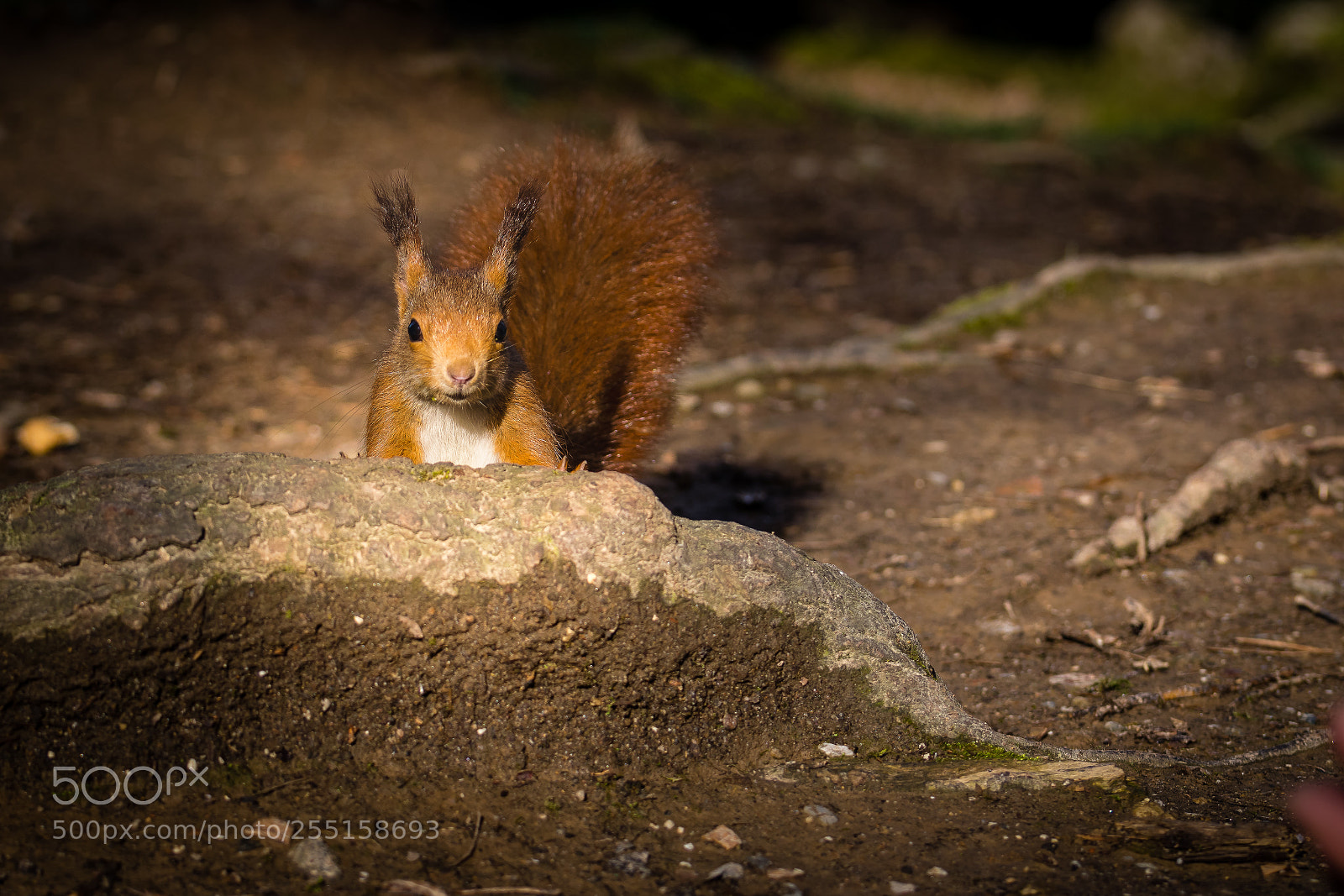 Nikon D5300 sample photo. Squirrel photography