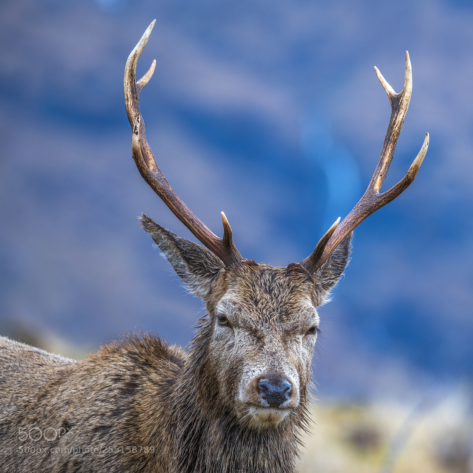 Sony a7R III sample photo. Red deer photography