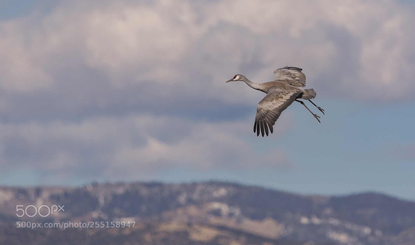 Canon EOS 5D Mark IV sample photo. Sandhill photography