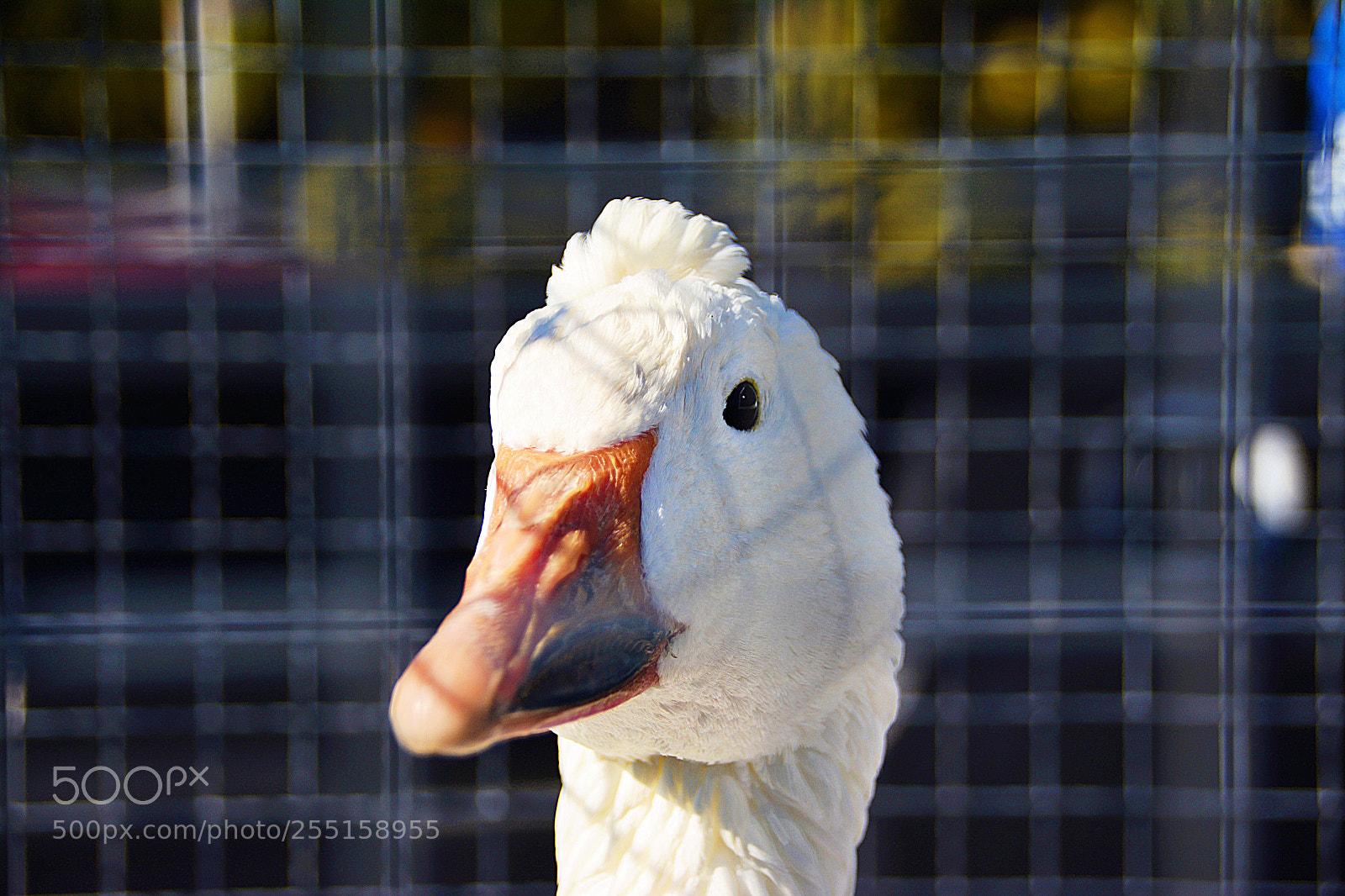 Nikon D7100 sample photo. Oie blanche photography