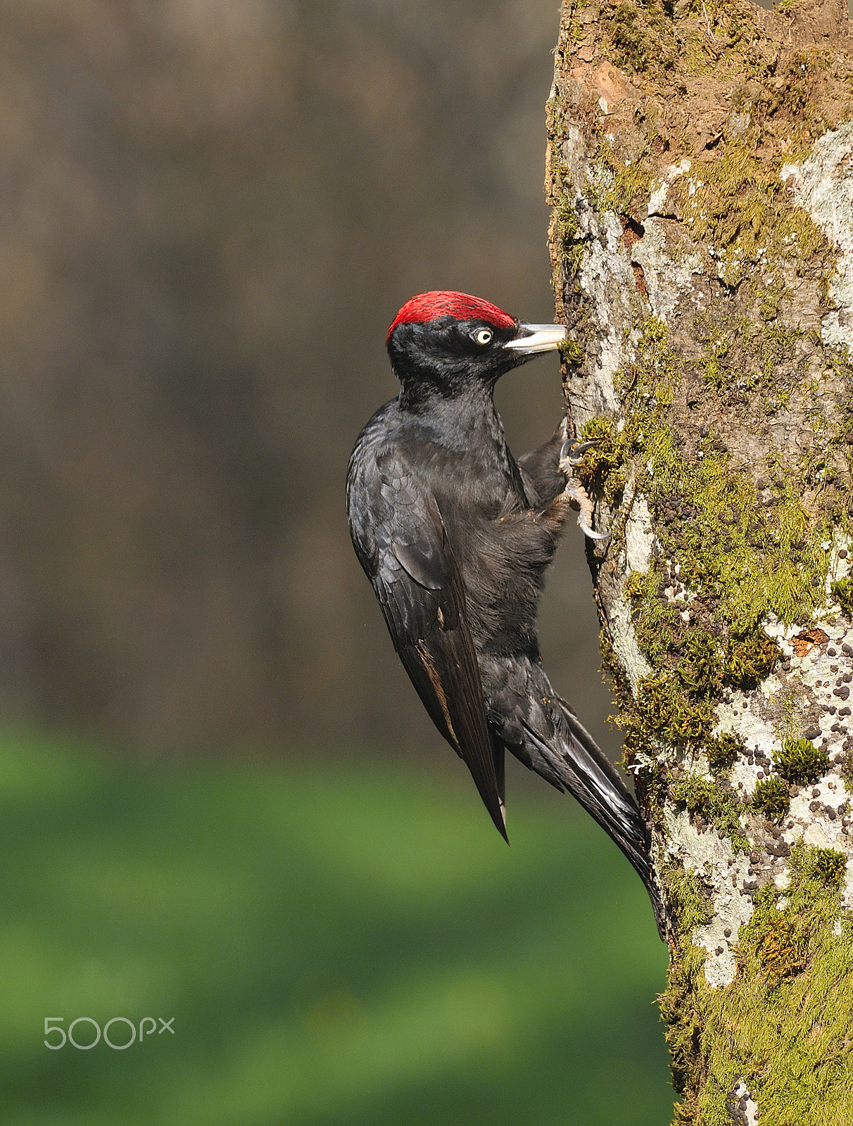 Nikon D300 sample photo. Black woodpecker, dryocopus martius perched on old dry branch. photography