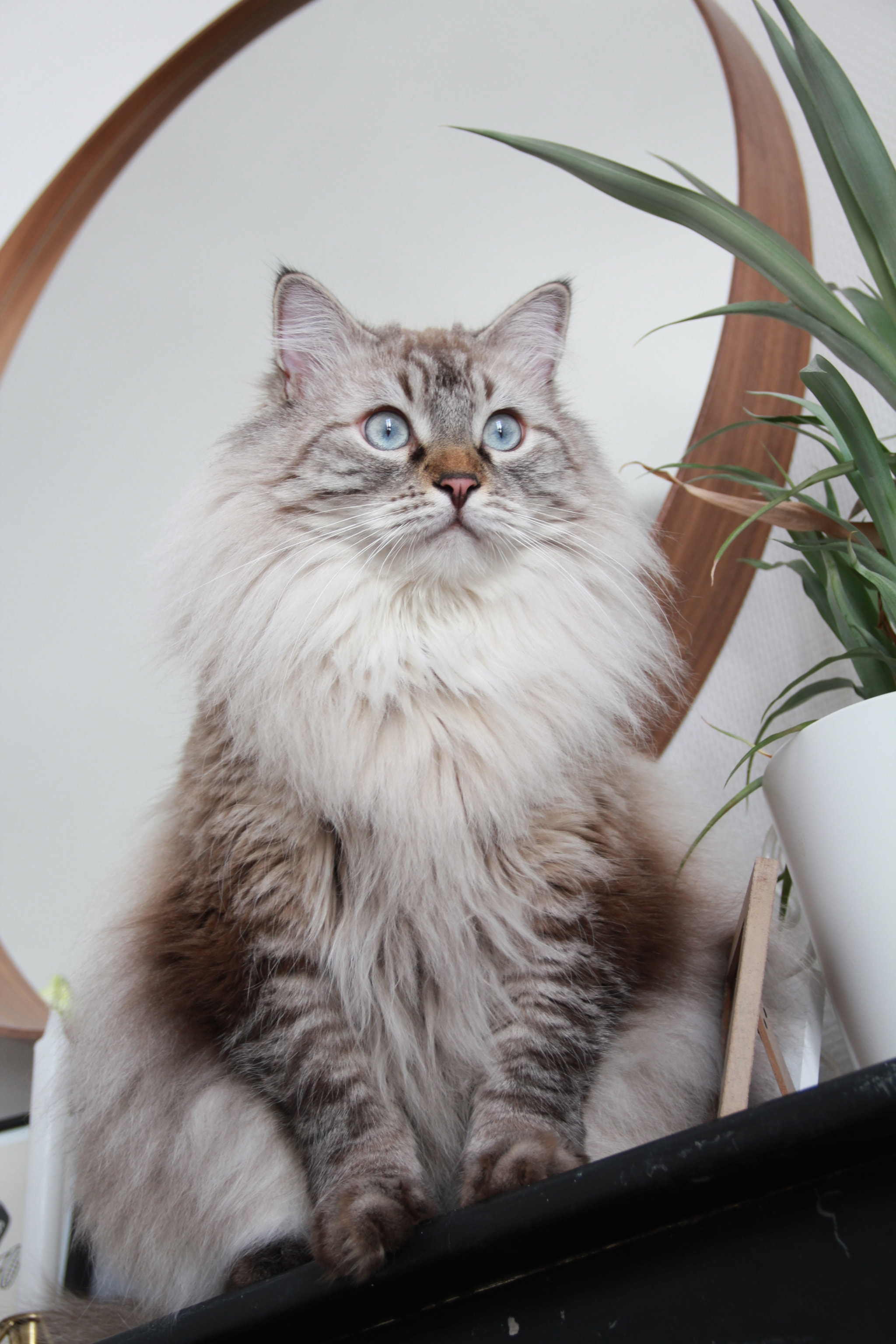 Sigma 18-125mm F3.8-5.6 DC OS HSM sample photo. Siberian cat photography