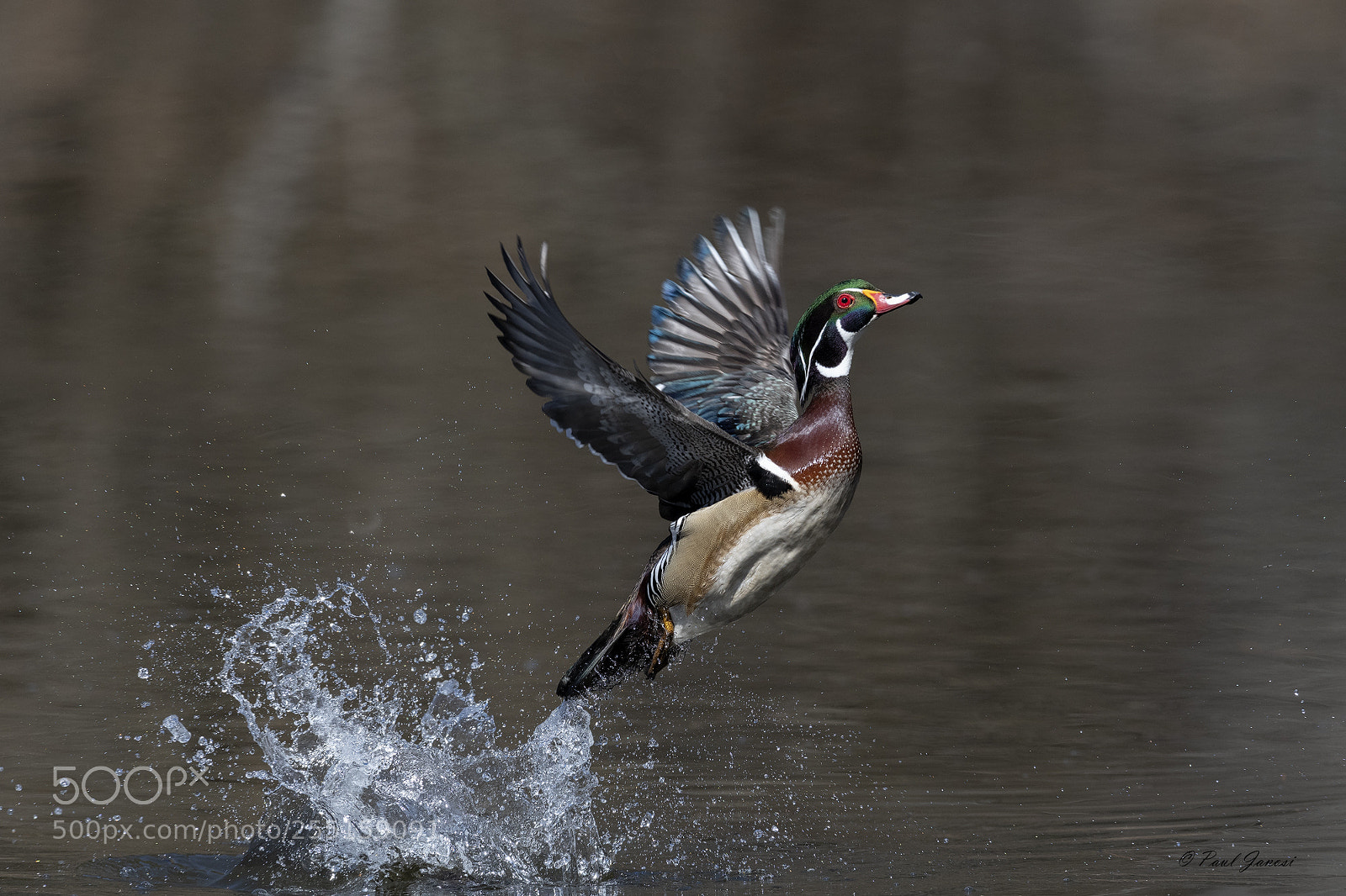 Nikon D850 sample photo. Wood duck drake take photography