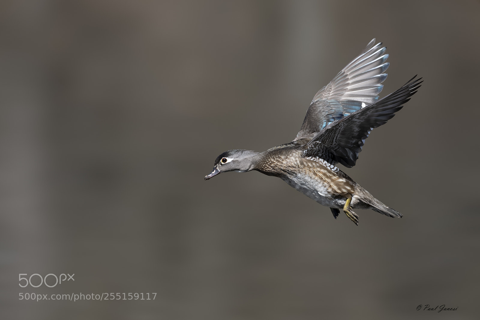 Nikon D850 sample photo. Wood duck hen flying photography