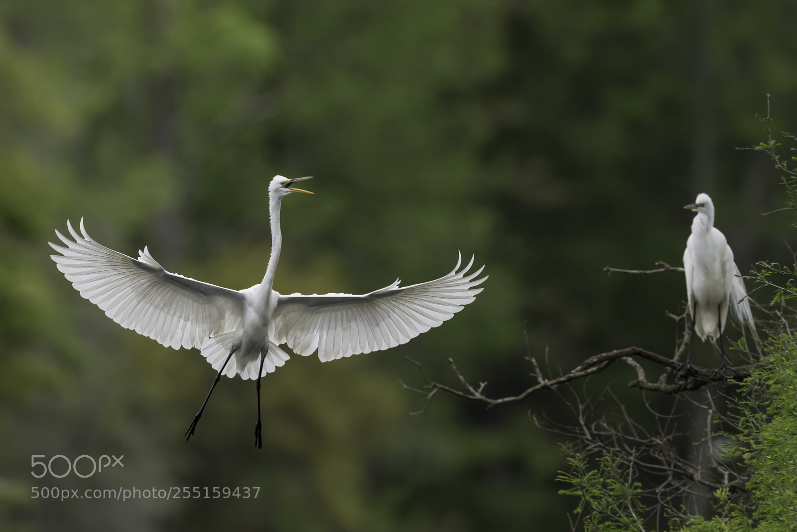 Nikon D850 sample photo. Arriving at the nest photography