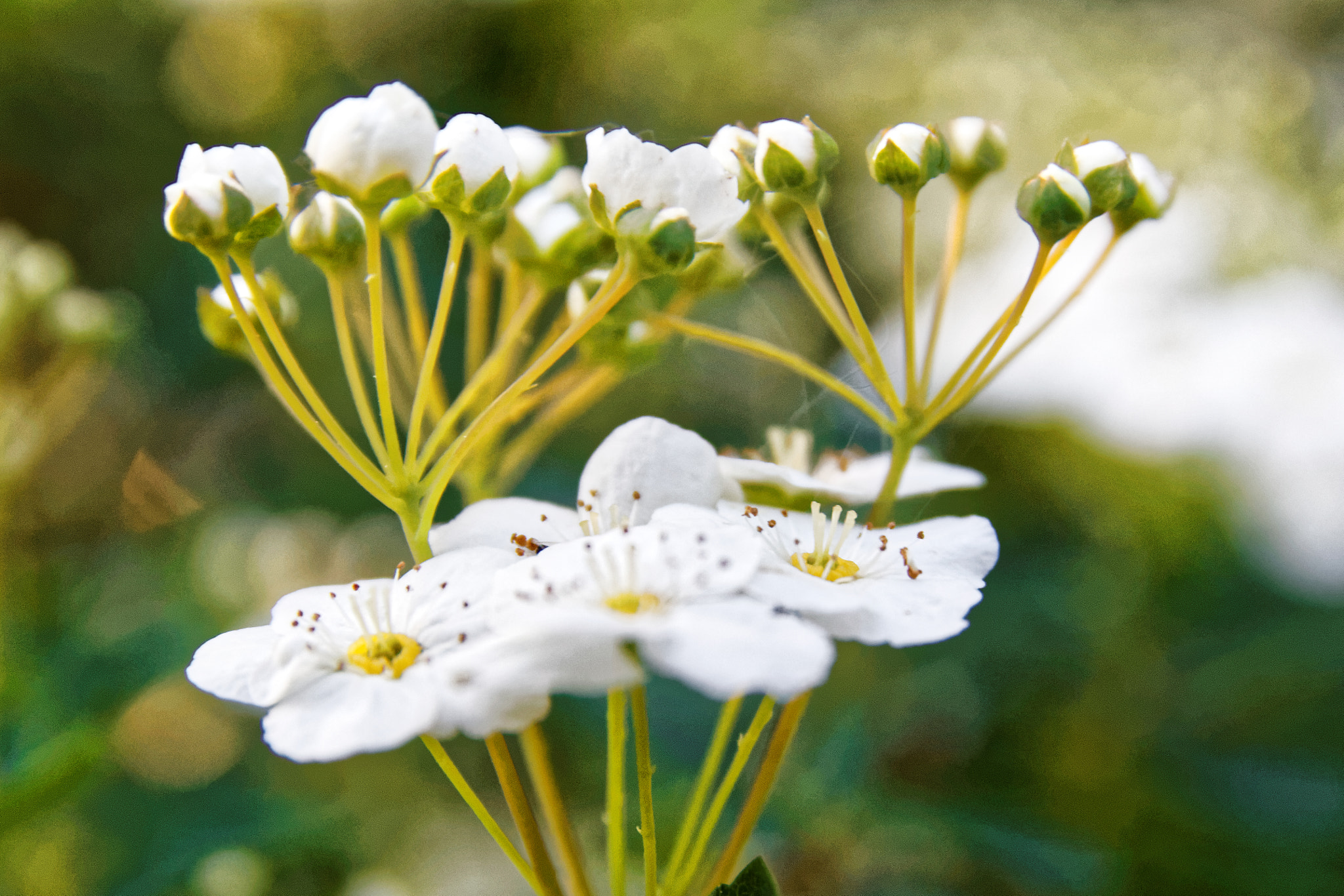 Sigma 17-70mm F2.8-4 DC Macro OS HSM sample photo. Fleurs de buisson (2) photography