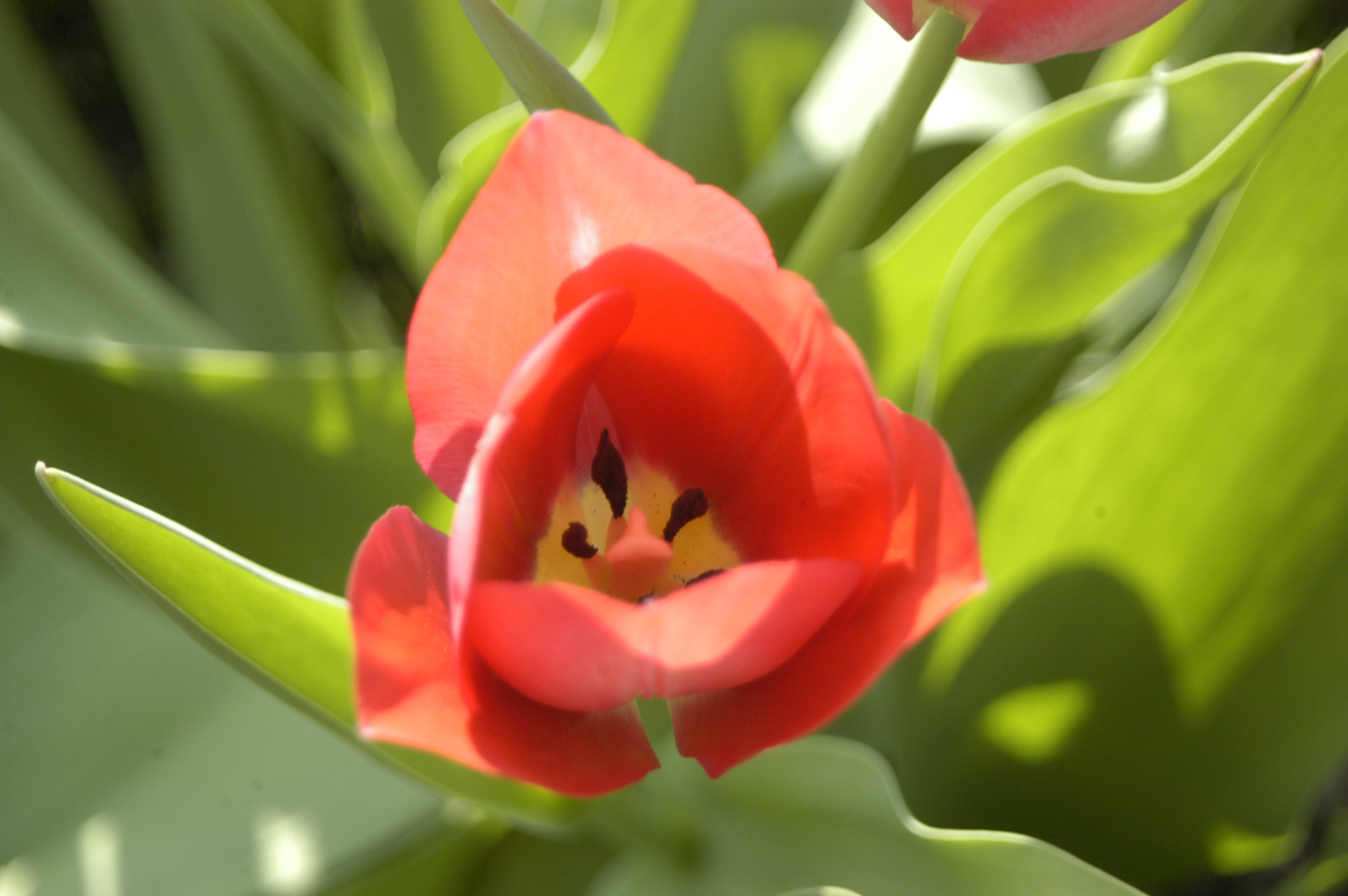 AF Zoom-Nikkor 28-80mm f/3.5-5.6D sample photo. Red little flower photography