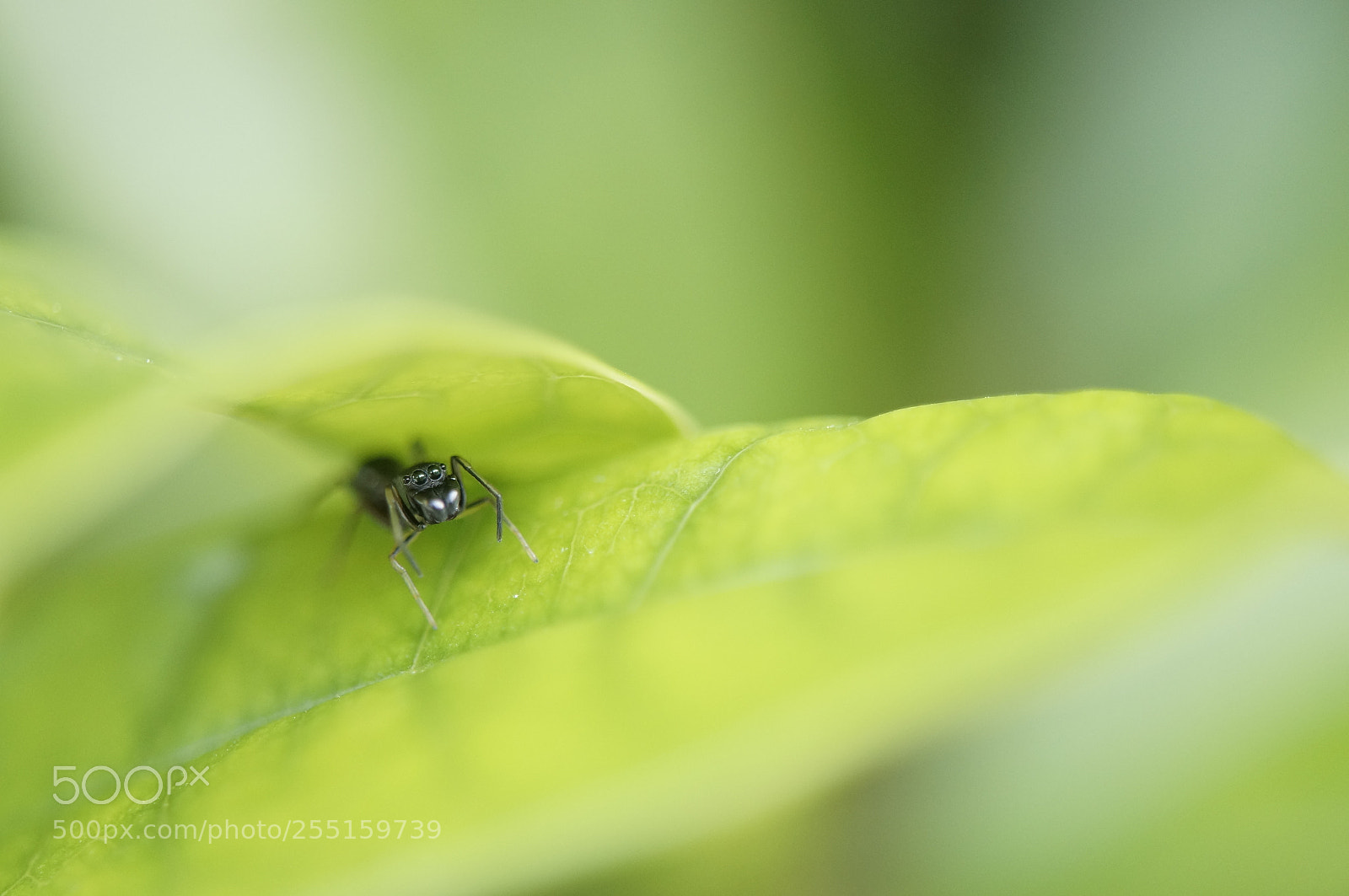 Sony SLT-A57 sample photo. Spider photography
