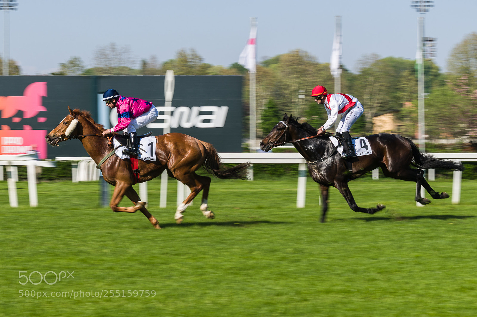 Nikon D850 sample photo. Race horses photography