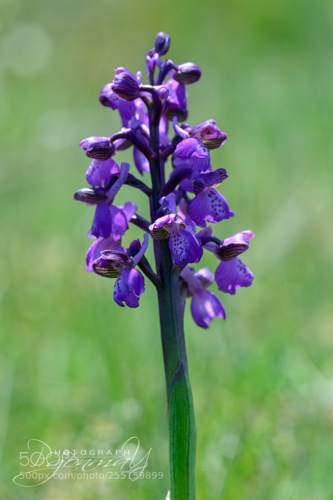 Nikon D7000 sample photo. Anacamptis morio ant. orchis photography