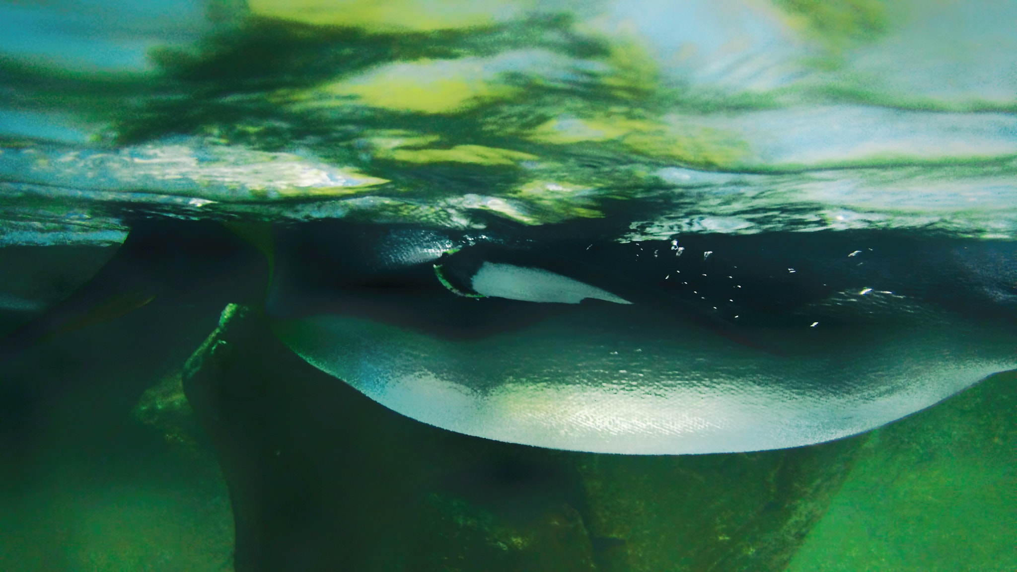 QCOM-AA QCAM-AA sample photo. Penguin photography