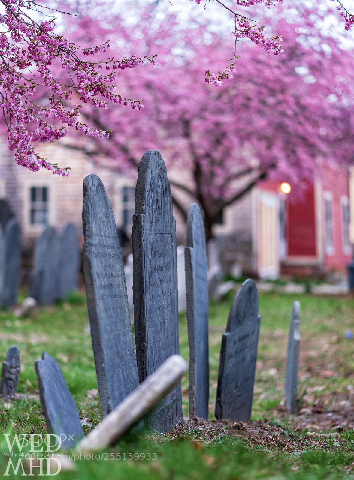 Sony a7R III sample photo. Peak cherry blossoms in photography