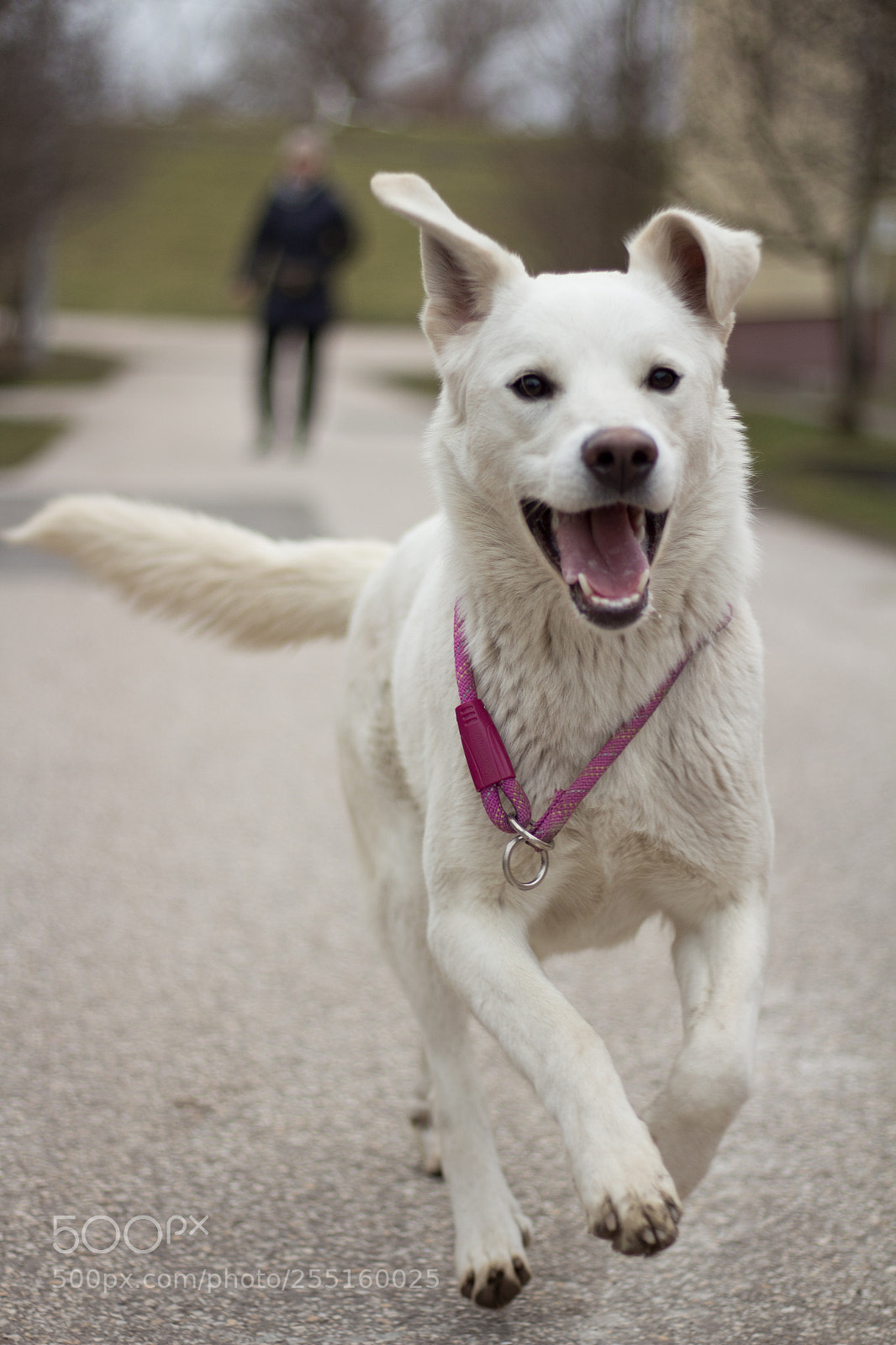 Canon EOS 700D (EOS Rebel T5i / EOS Kiss X7i) sample photo. A happy puppy photography