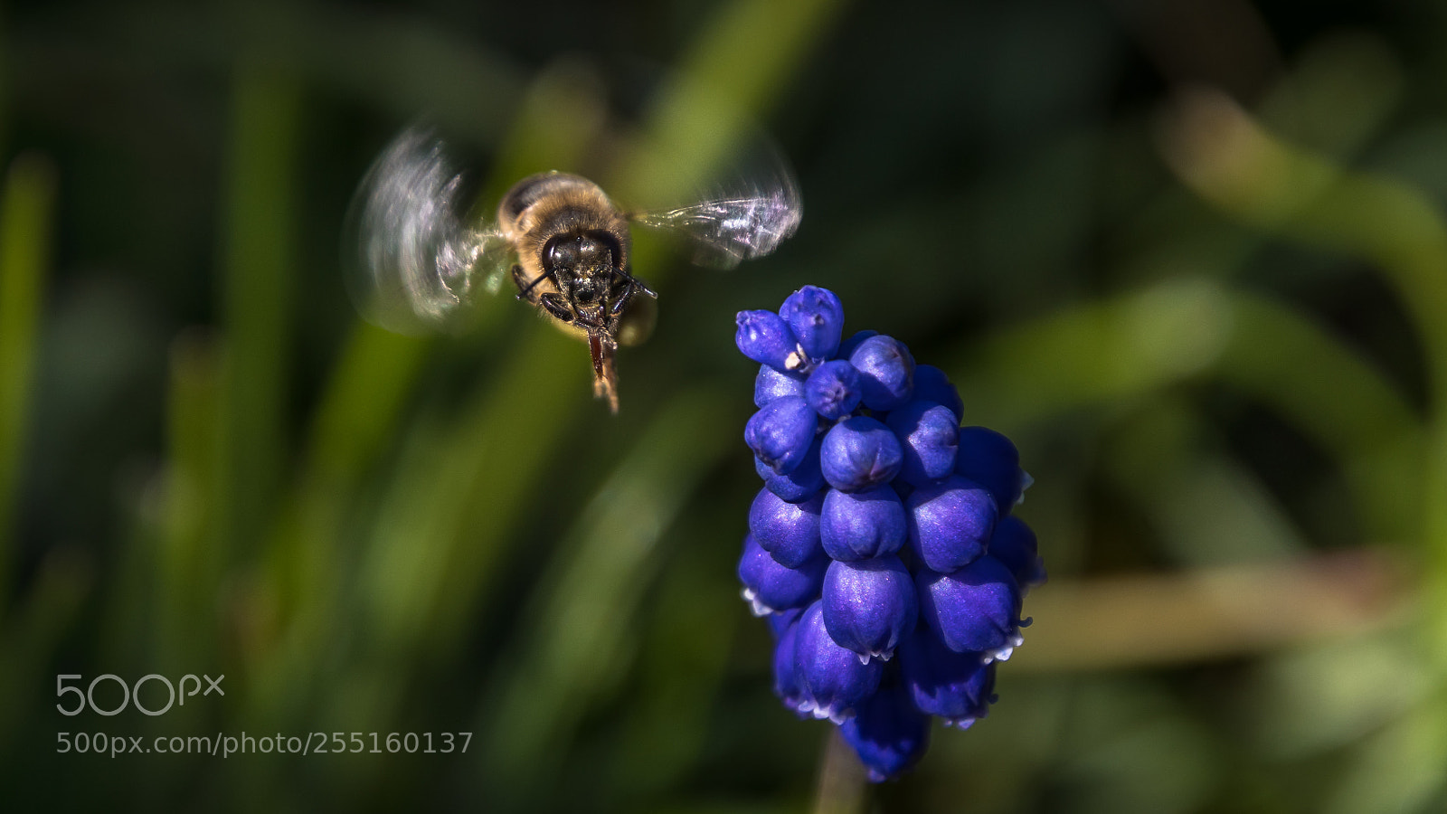 Nikon D7500 sample photo. Polinizando photography