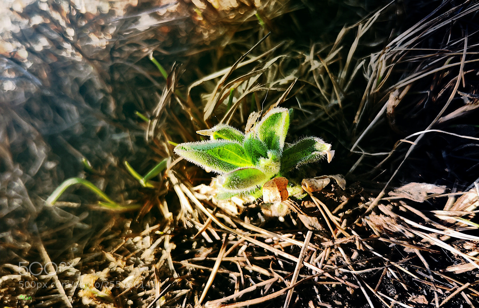 HUAWEI Mate 10 sample photo. Untitled photography