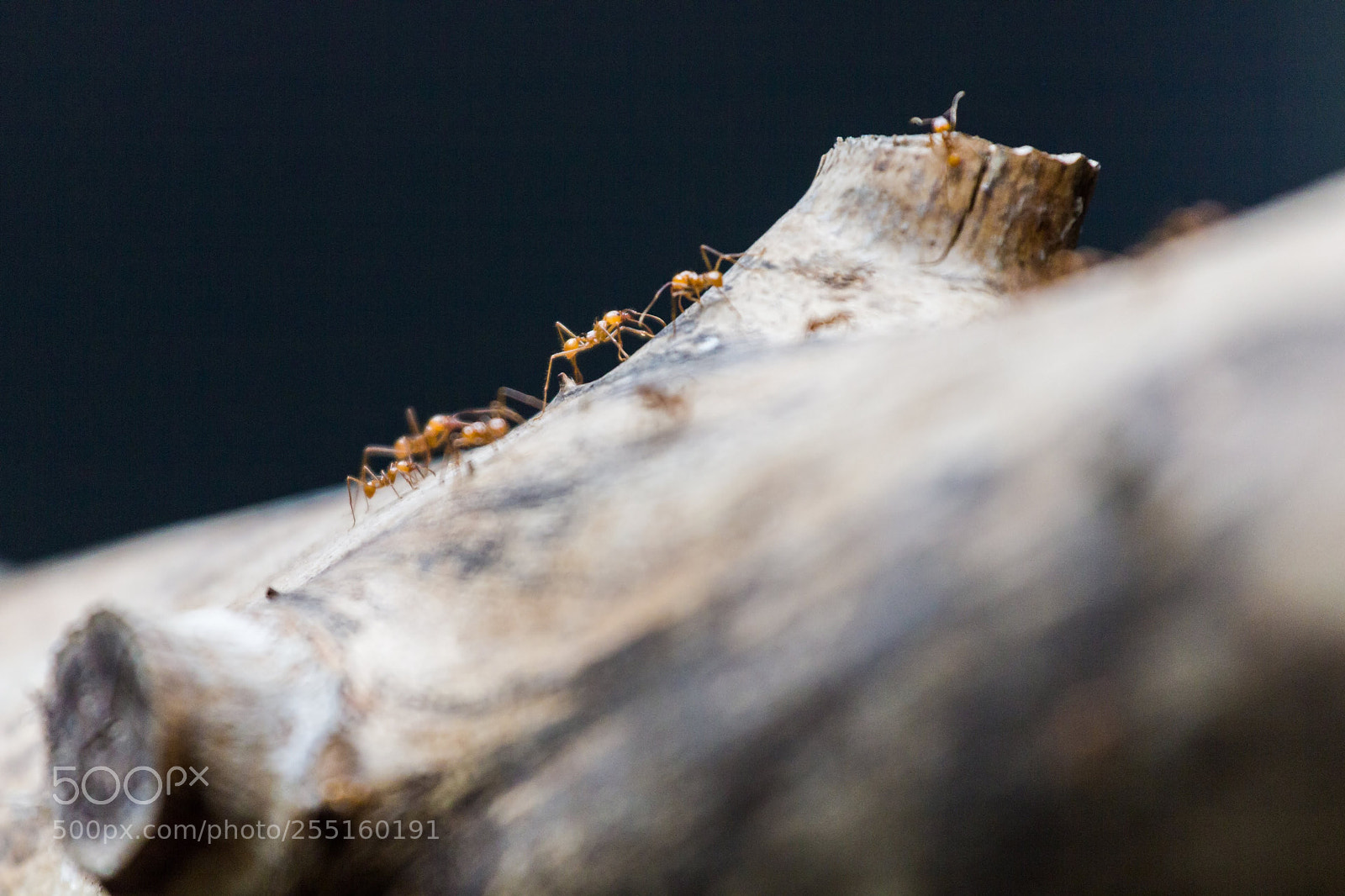 Canon EOS 550D (EOS Rebel T2i / EOS Kiss X4) sample photo. Vincennes - red ants photography