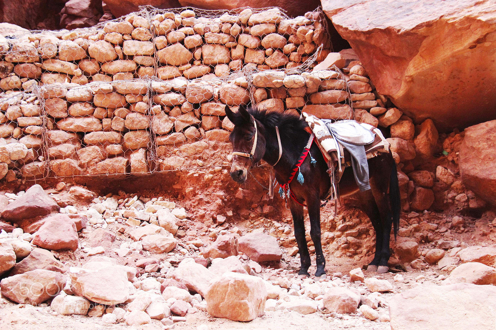 Canon EOS 600D (Rebel EOS T3i / EOS Kiss X5) sample photo. Poor mule in the photography