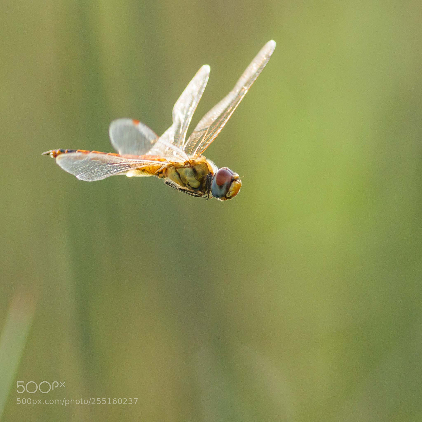 Canon EOS 550D (EOS Rebel T2i / EOS Kiss X4) sample photo. Backlit dragonfly photography