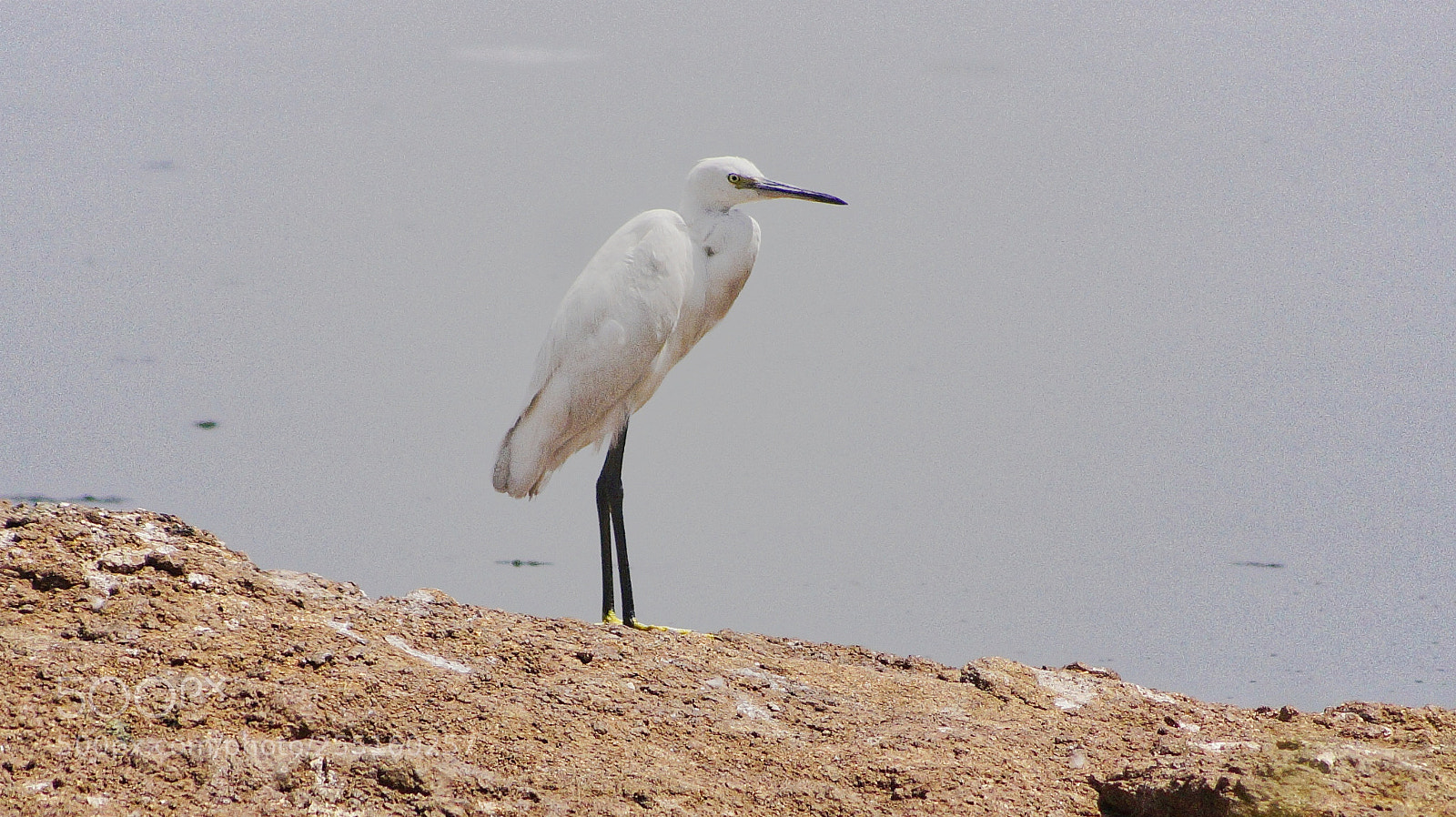 Sony SLT-A58 sample photo. Egret photography