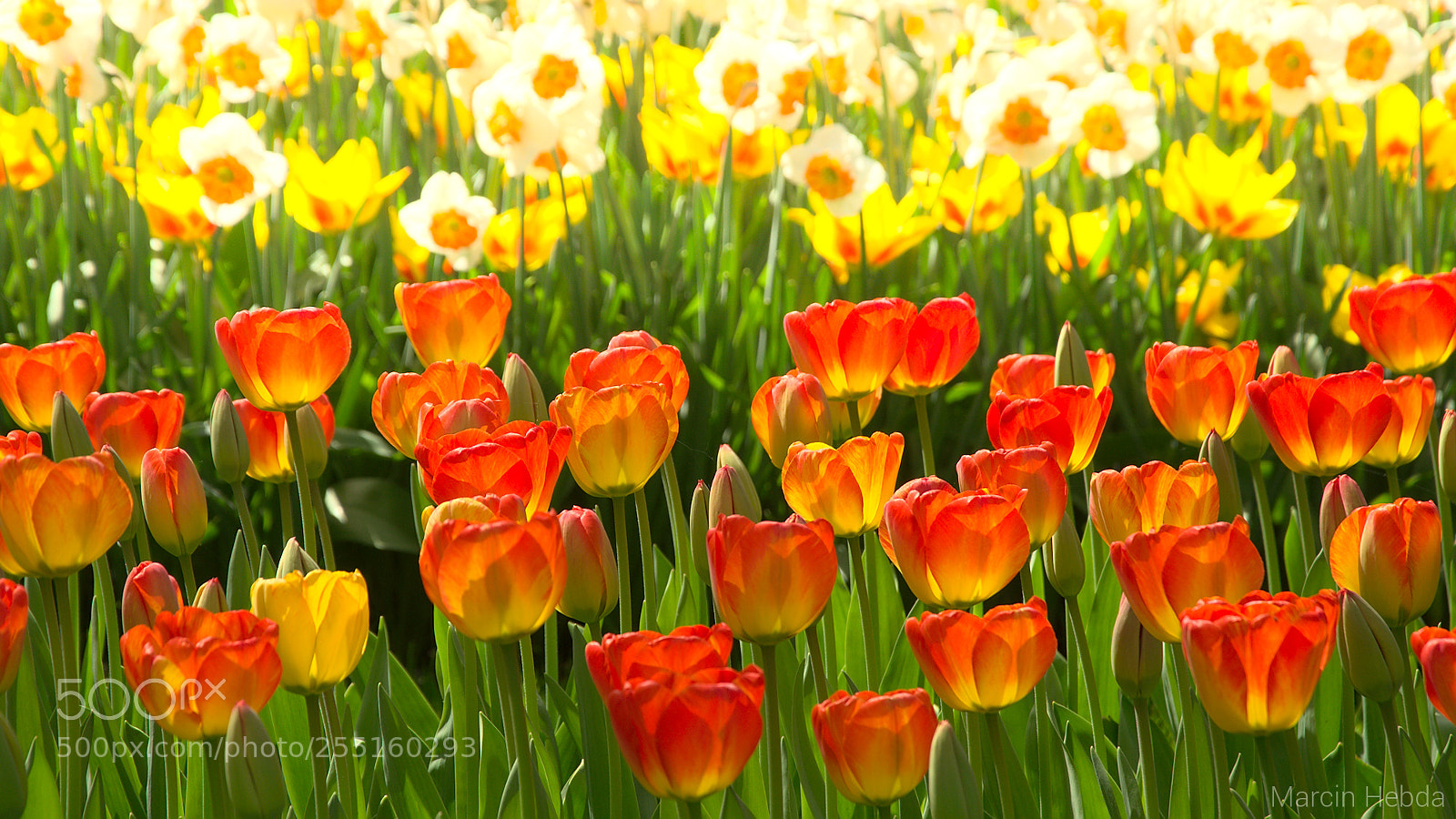 Nikon D5100 sample photo. #057 photography