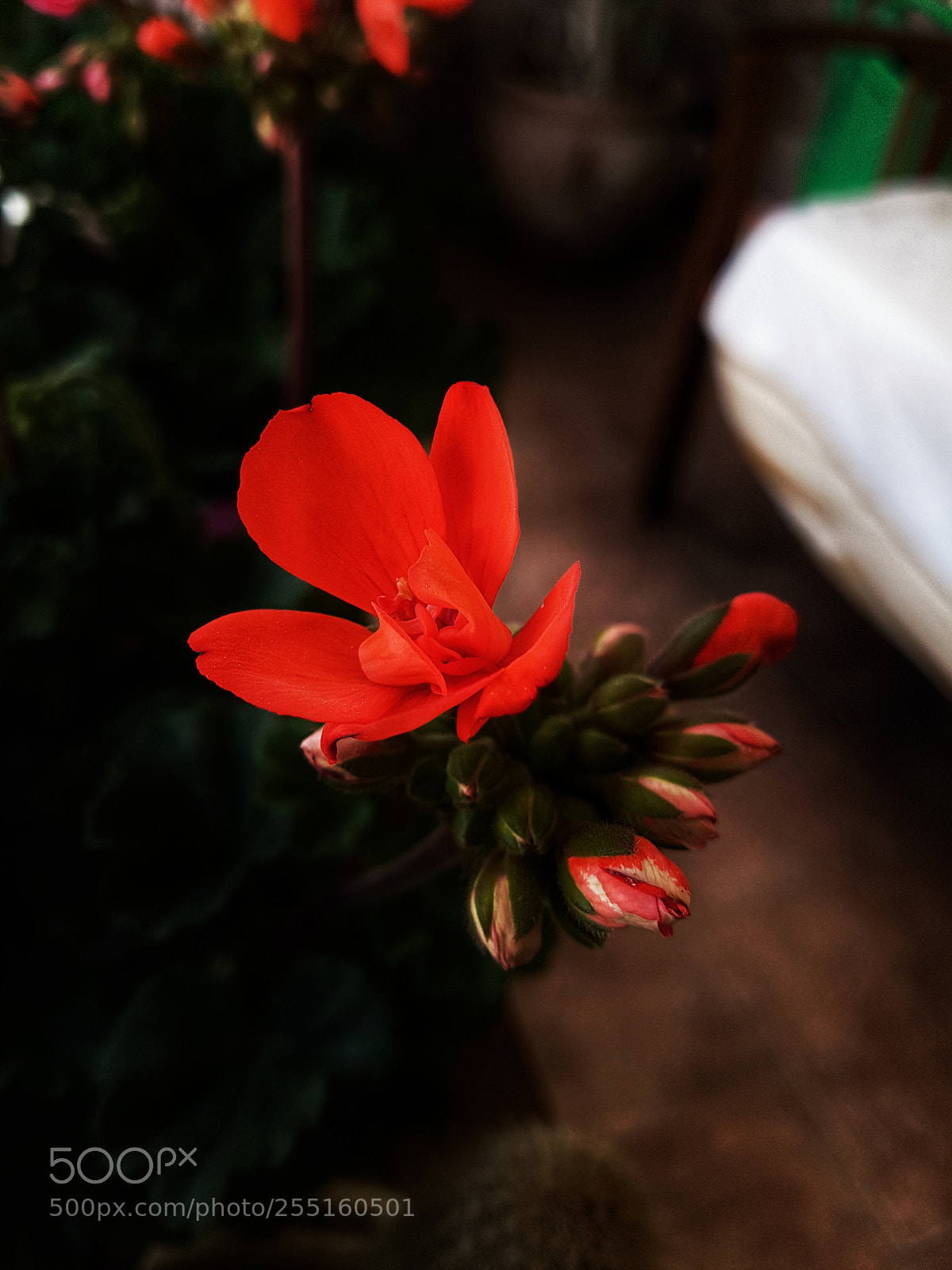 Samsung Galaxy S7 Edge sample photo. Red flower photography