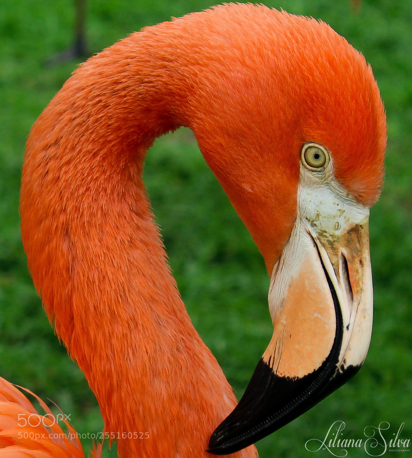 Canon EOS 1200D (EOS Rebel T5 / EOS Kiss X70 / EOS Hi) sample photo. "phoenicopterus ruber" - flamingo-rubro photography