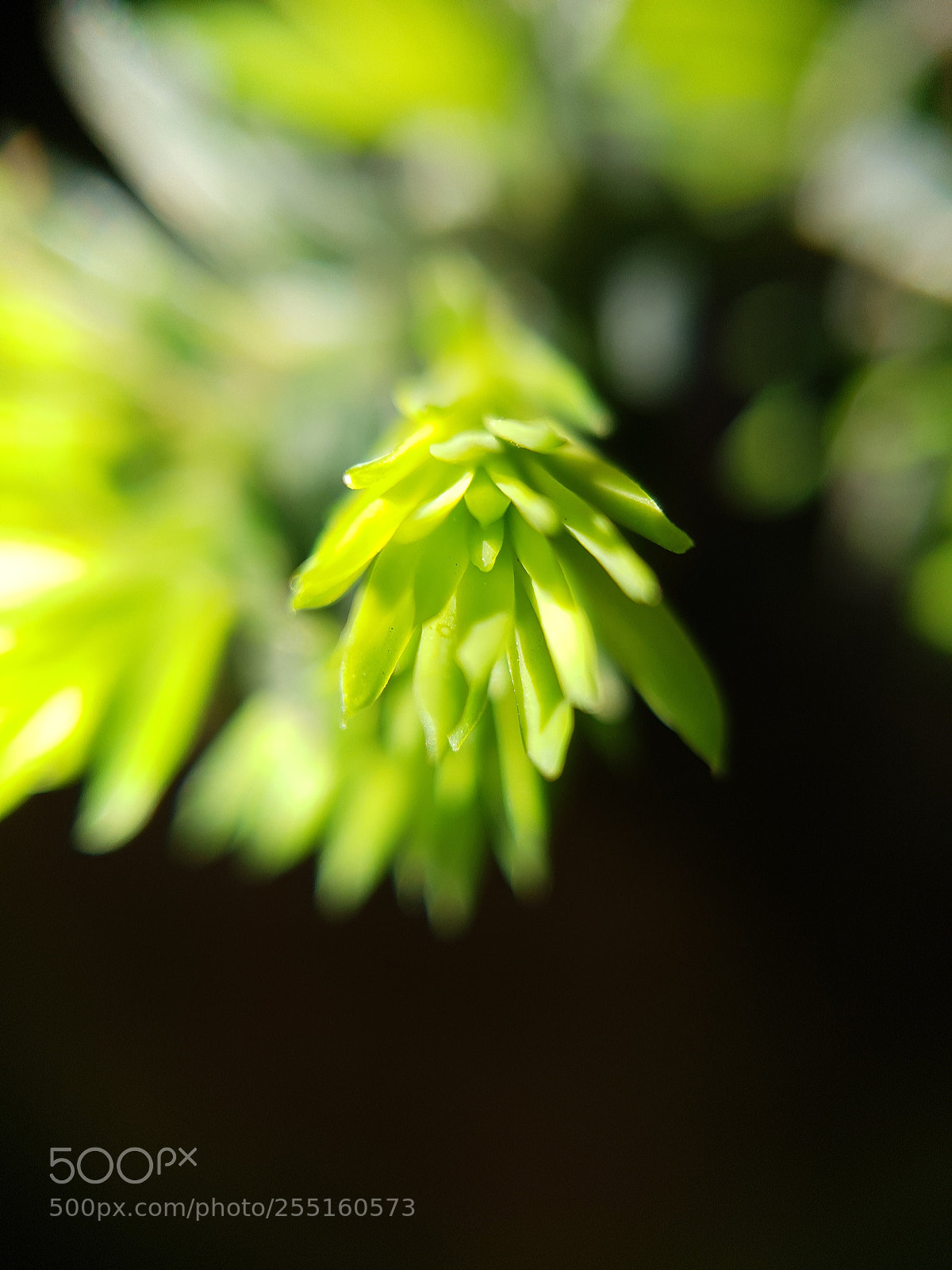 Samsung Galaxy S9+ sample photo. Green photography