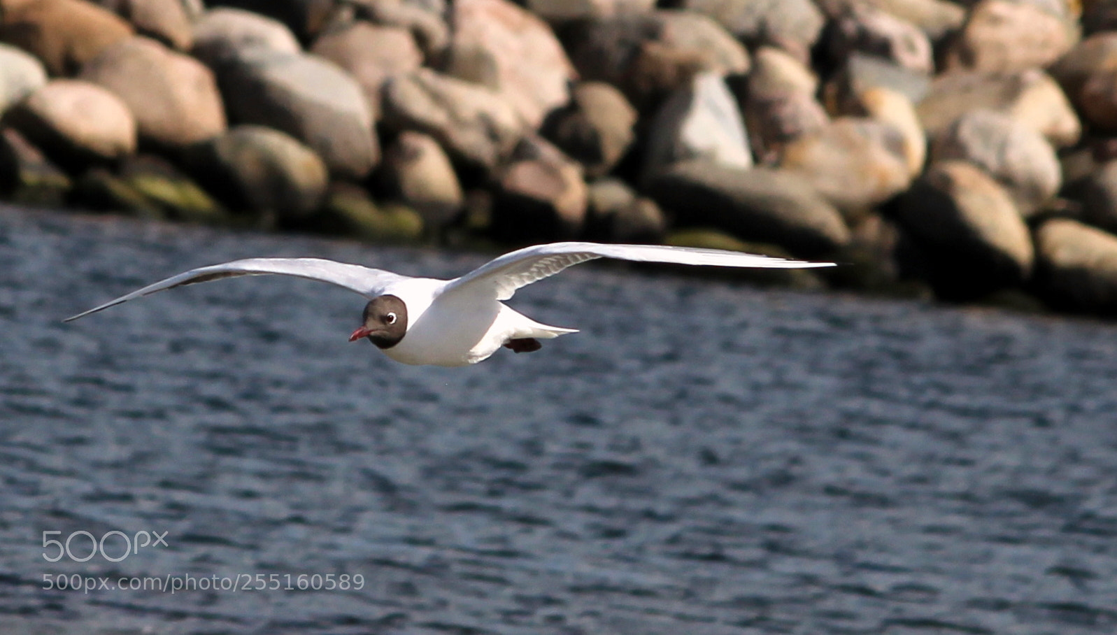 Canon EF-S 55-250mm F4-5.6 IS II sample photo. Floating over the sea photography